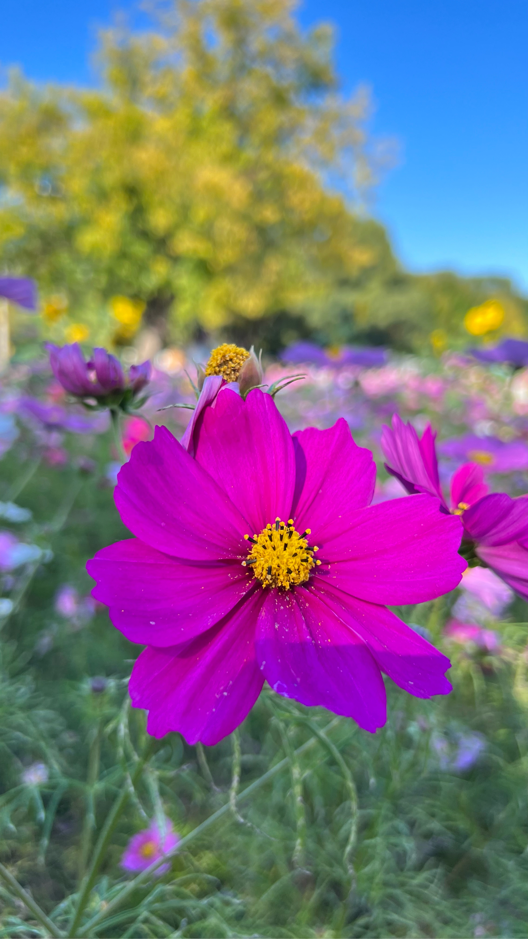 最美的风景 花草图片