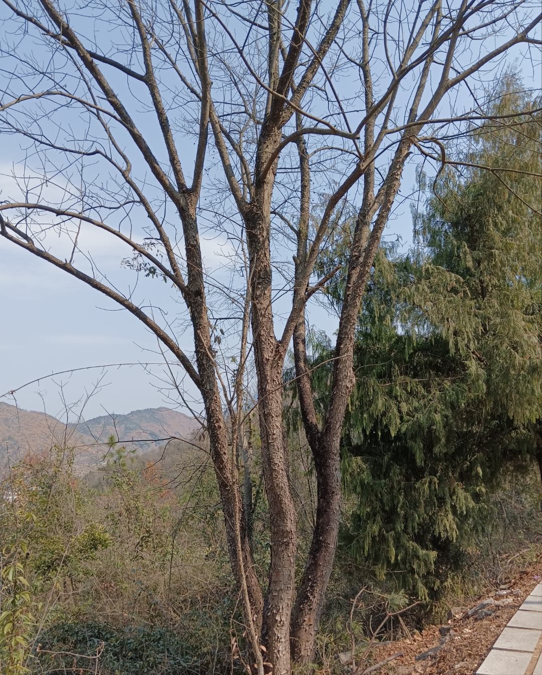 "这棵高大的光秃秃的树,孤独地矗立在蓝天之下,没有一丝的矫情与造作.