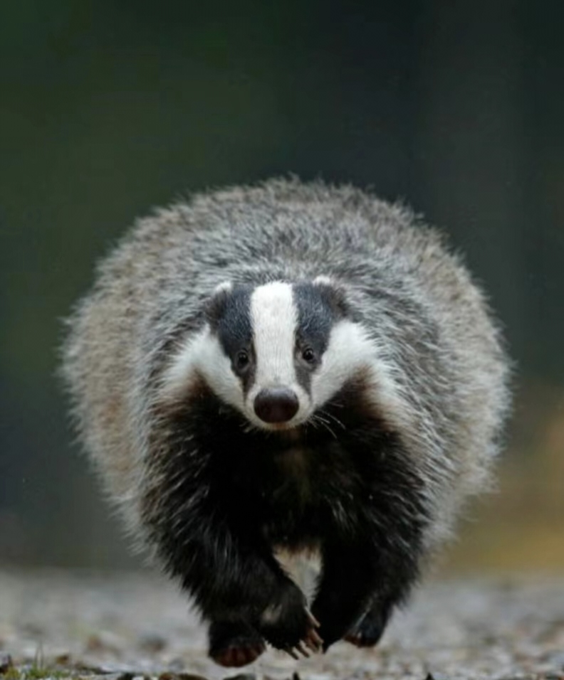 獾也是夜行动物,它们大部分是独居生活,每年只繁殖一次,吃得东西也很