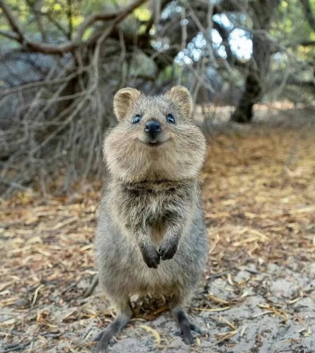 被誉为世界上最开心的动物,澳洲矮袋鼠,天生一副笑脸,一片叶子就能让