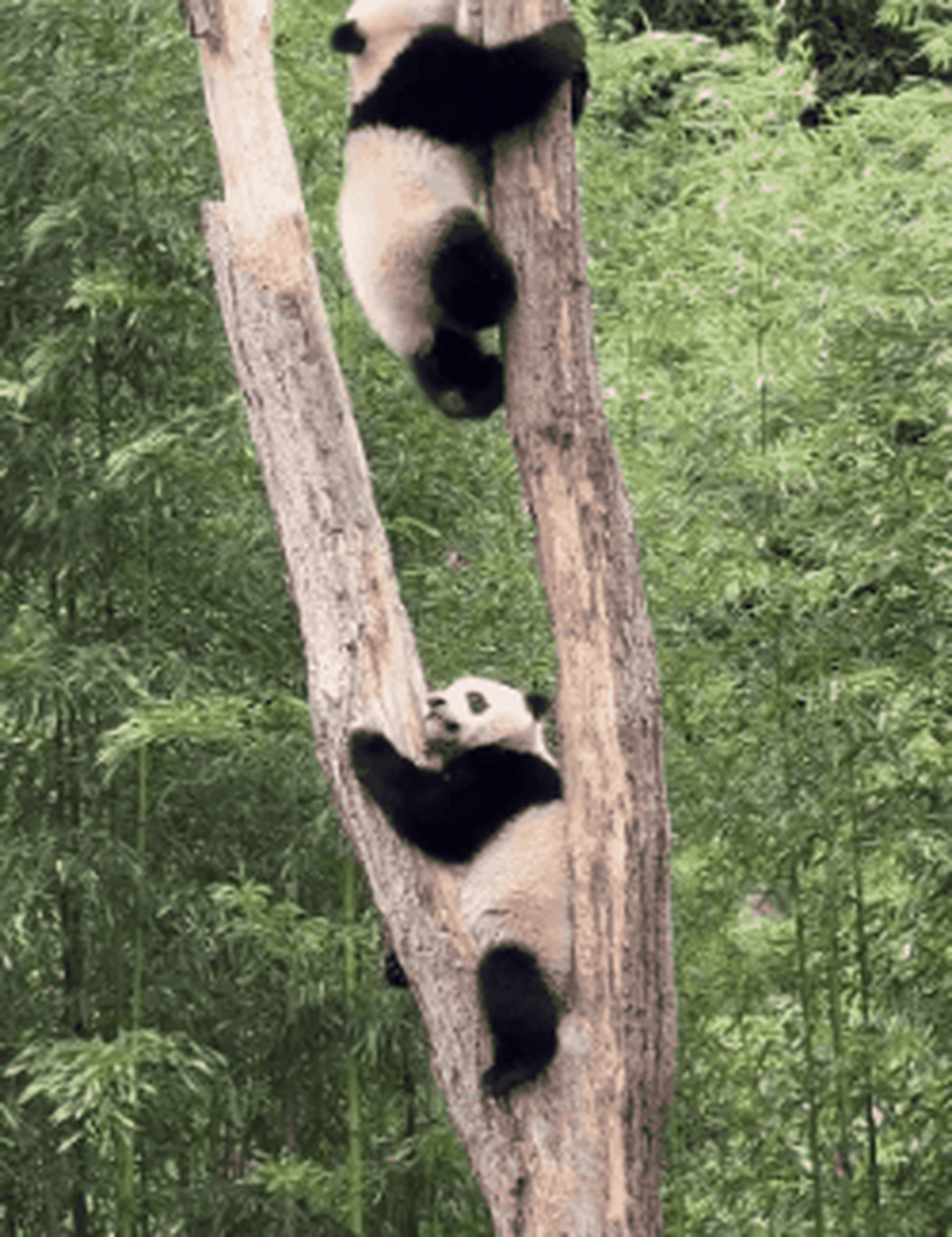 贤贤崽就这样慢慢退到姐姐蕊蕊崽头上了[笑哭],把姐姐压成熊猫牌压缩