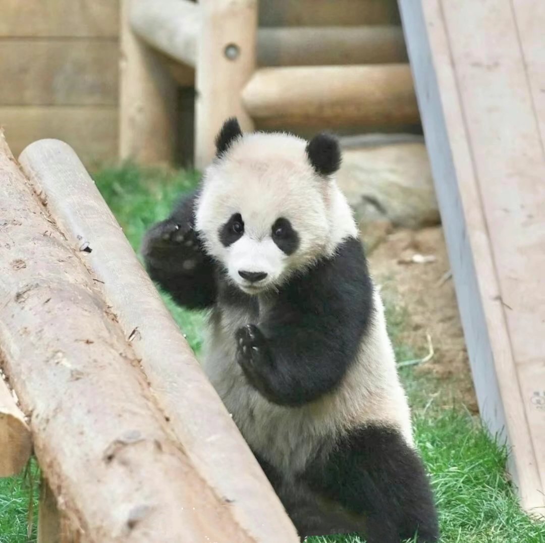 国宝中的武打小熊,拳击小熊.