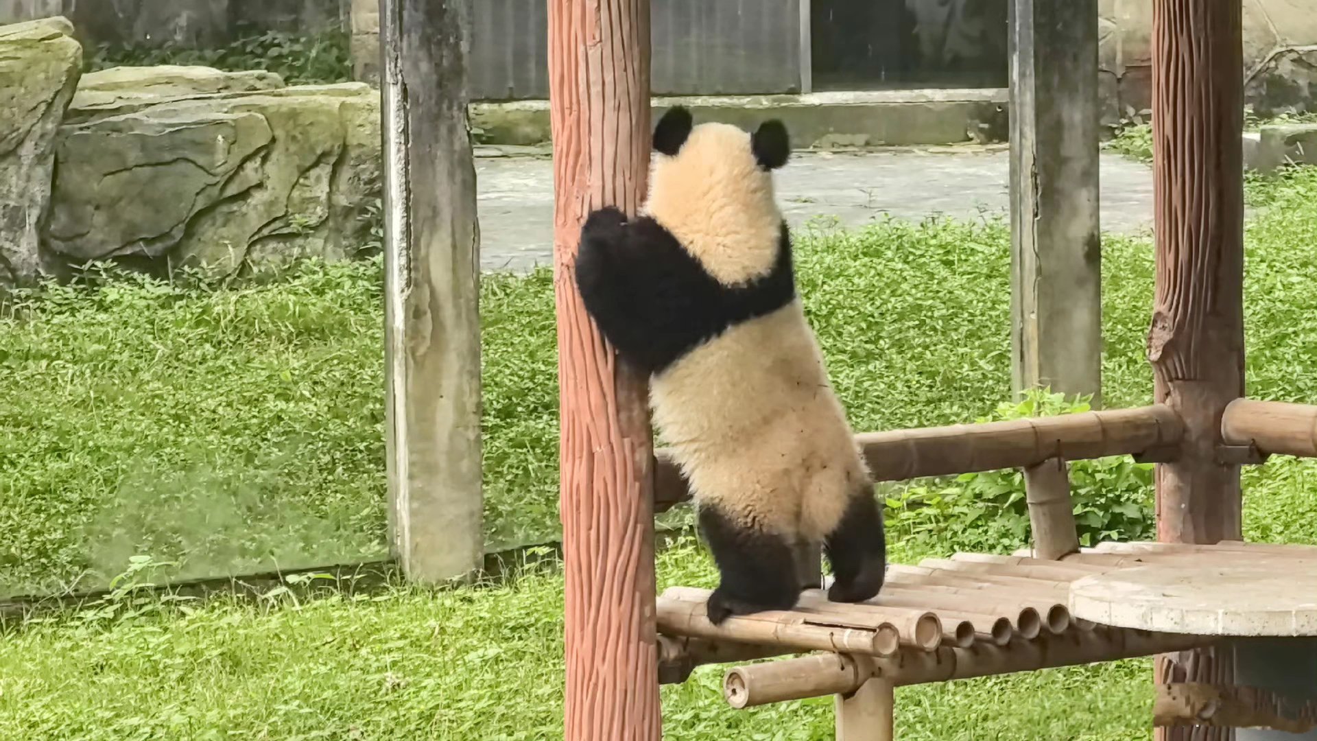 看我们莽小五这可爱的小背影小身板[亲吻],人里人气的小熊友,可爱炸了