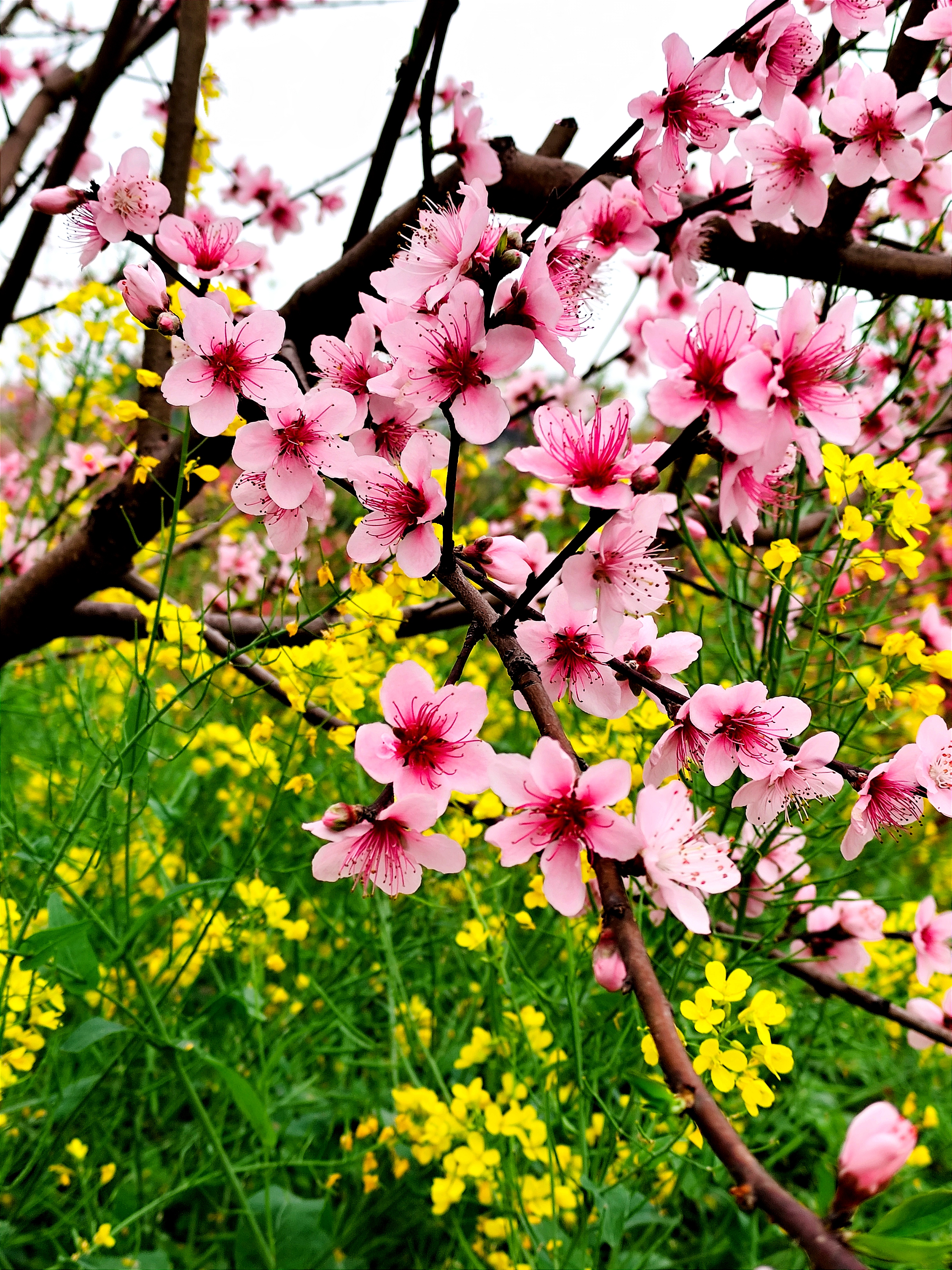 村野寂寞桃花开,唯我多情独自来#镜头里的春天