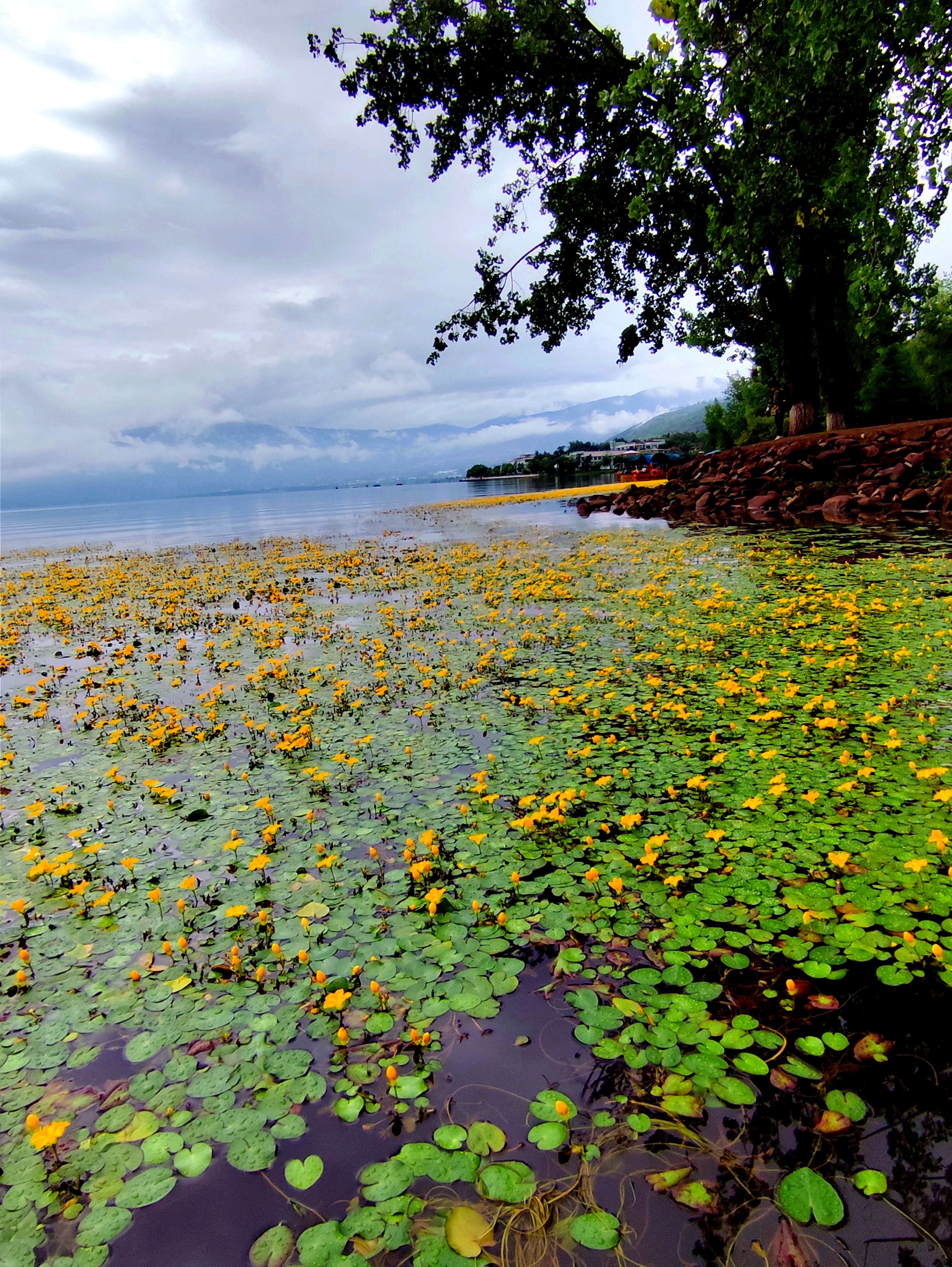 西昌邛海的荇菜花海  荇菜是睡菜科荇菜属的多年生水生草本植物,花果