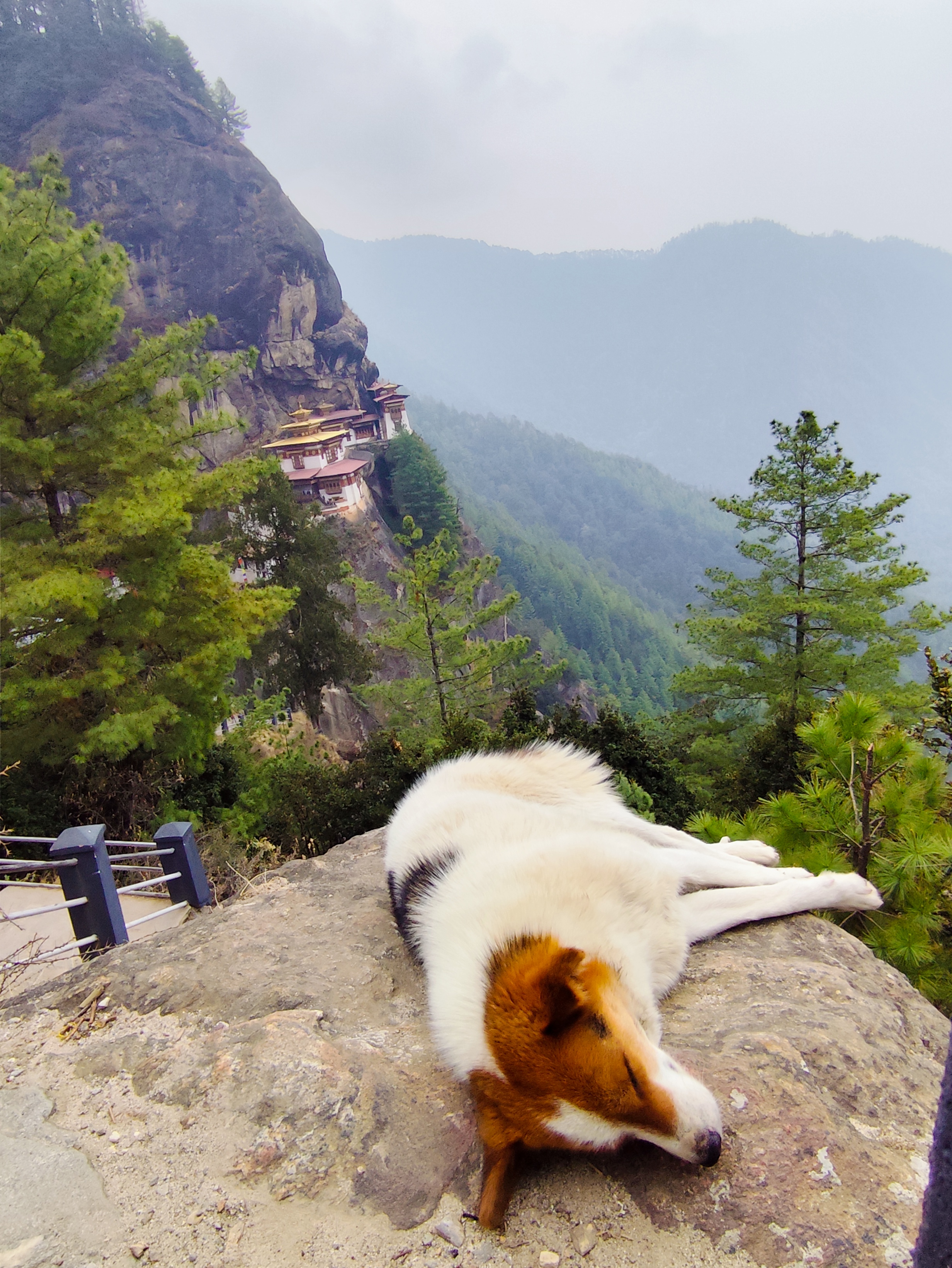 李虎寺图片