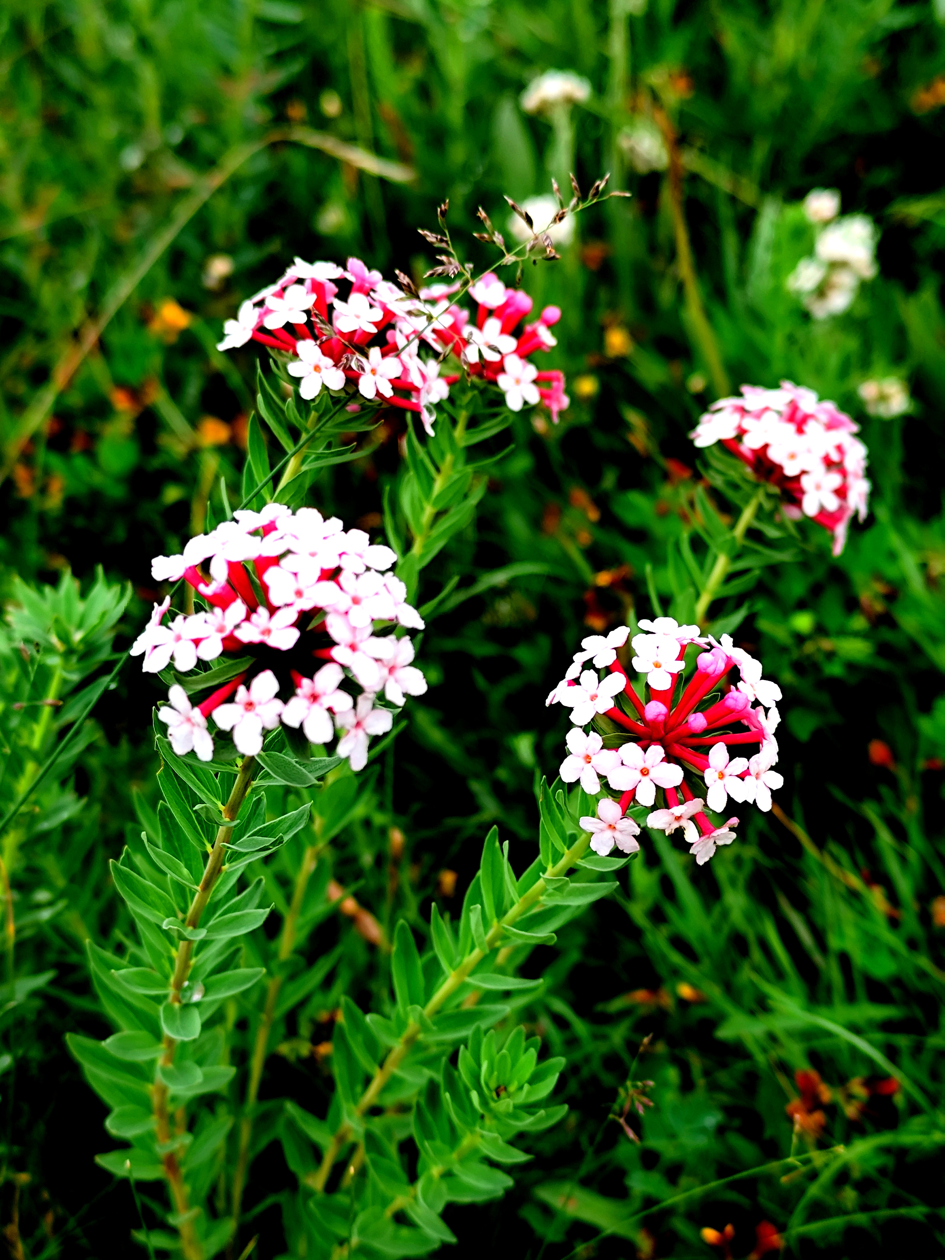 青海草原上的哪些花儿  高原上的野花与低海拔的花截然不同,有其不同