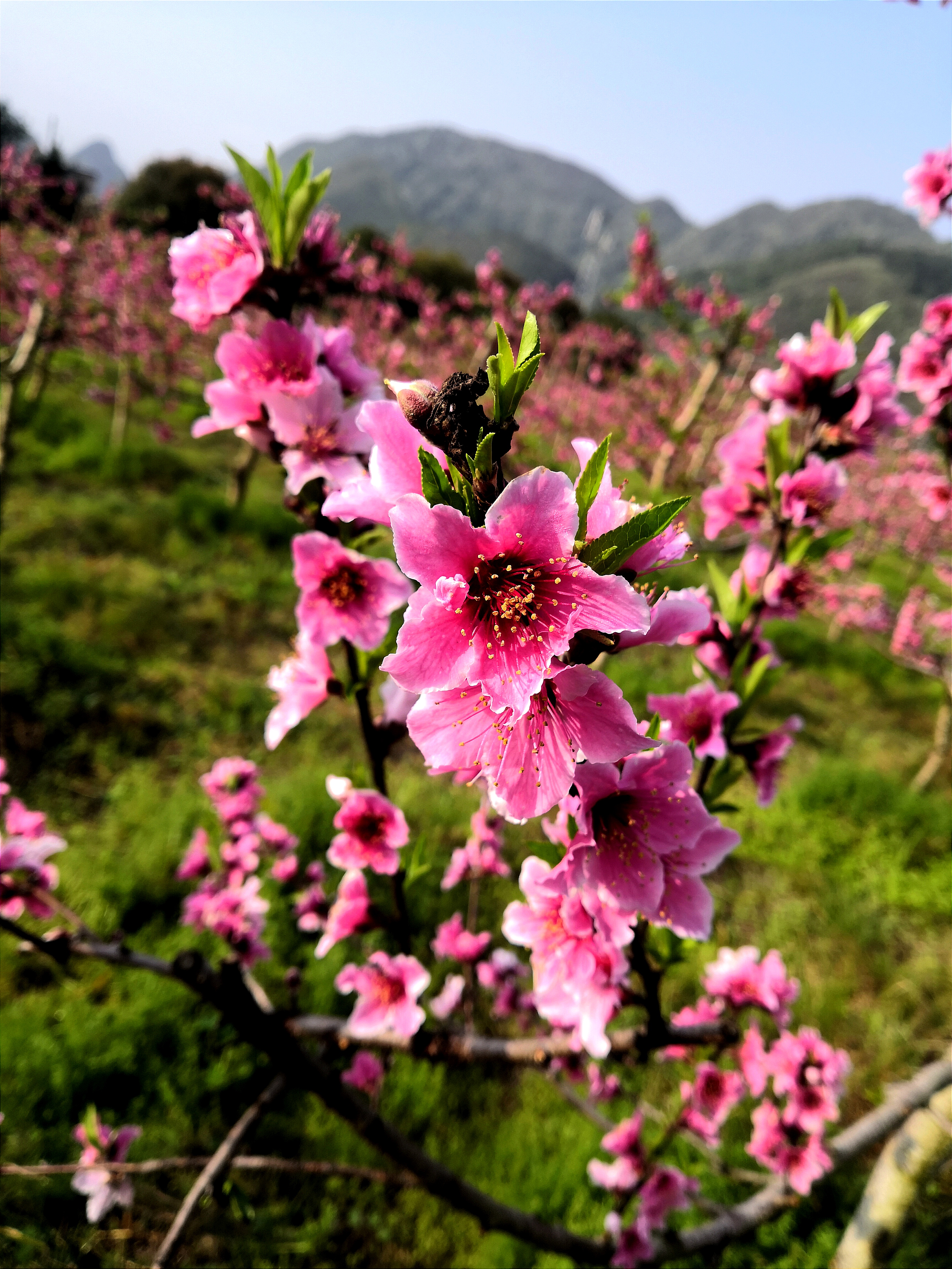 村野寂寞桃花开,唯我多情独自来#镜头里的春天