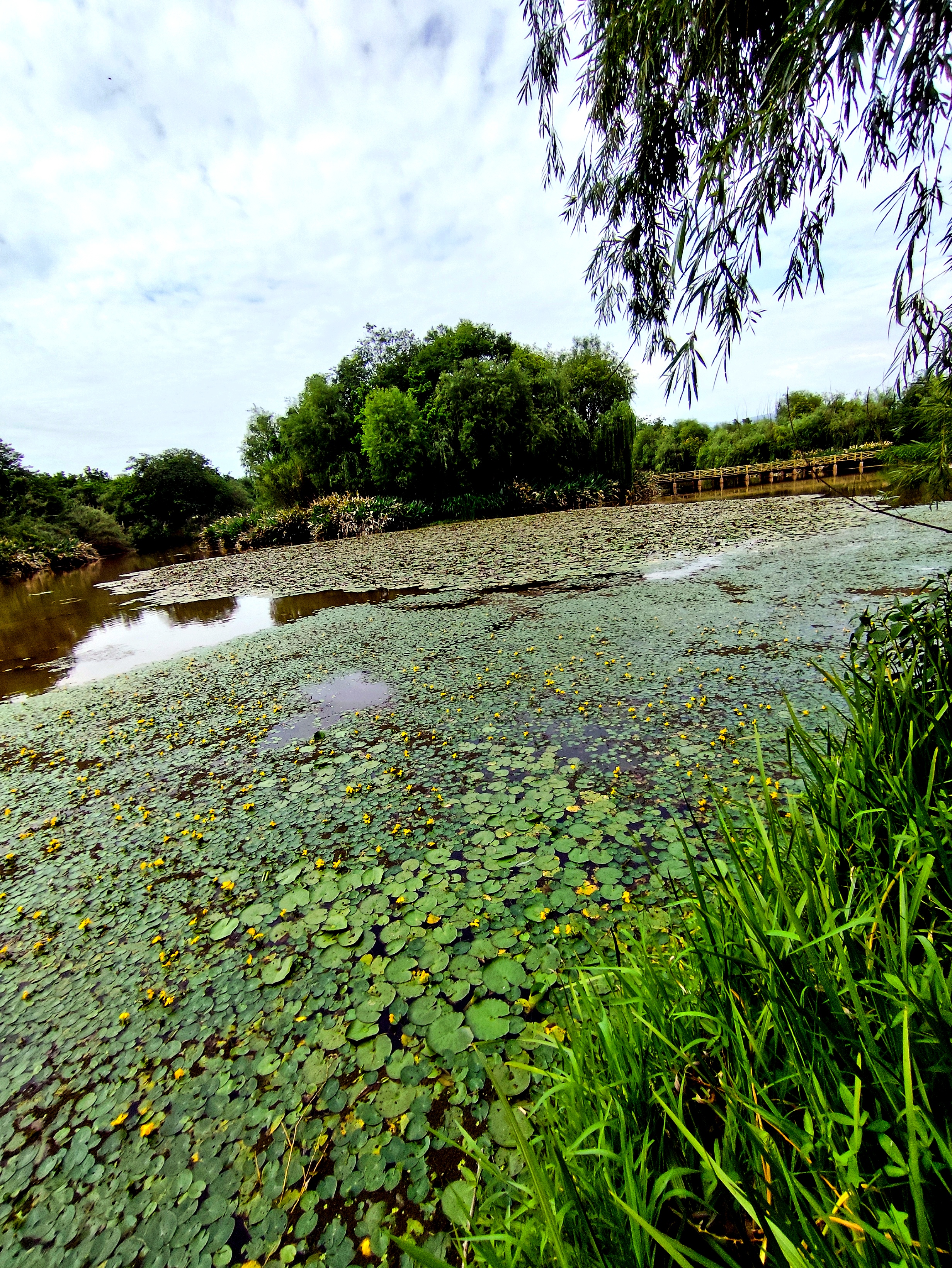 西昌邛海环湖景色一瞥  邛海是四川省第二大淡水湖,古称邛池,其形状如