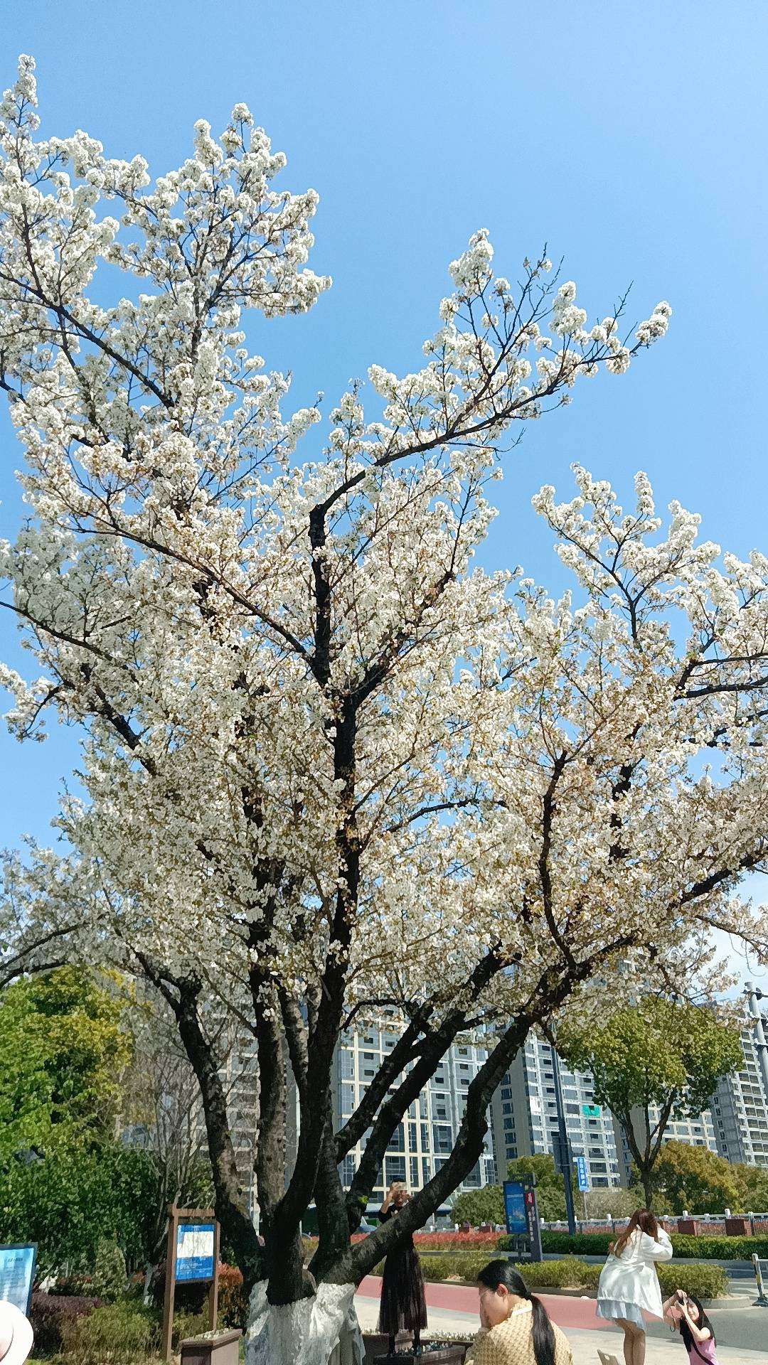 宁波樱花公园多大图片