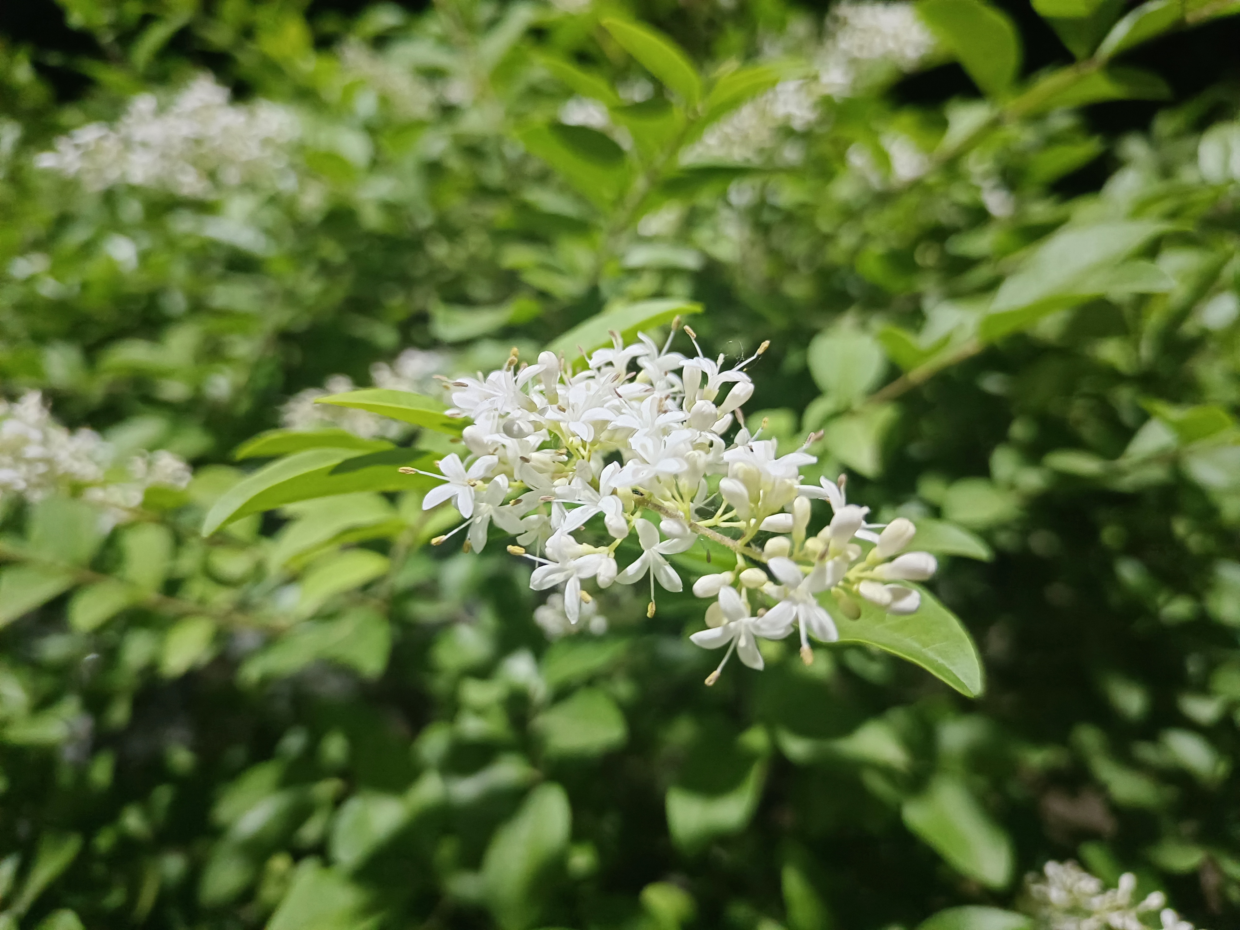 小叶女贞的花期到了,味道很是清香,很适合养在客厅阳台.