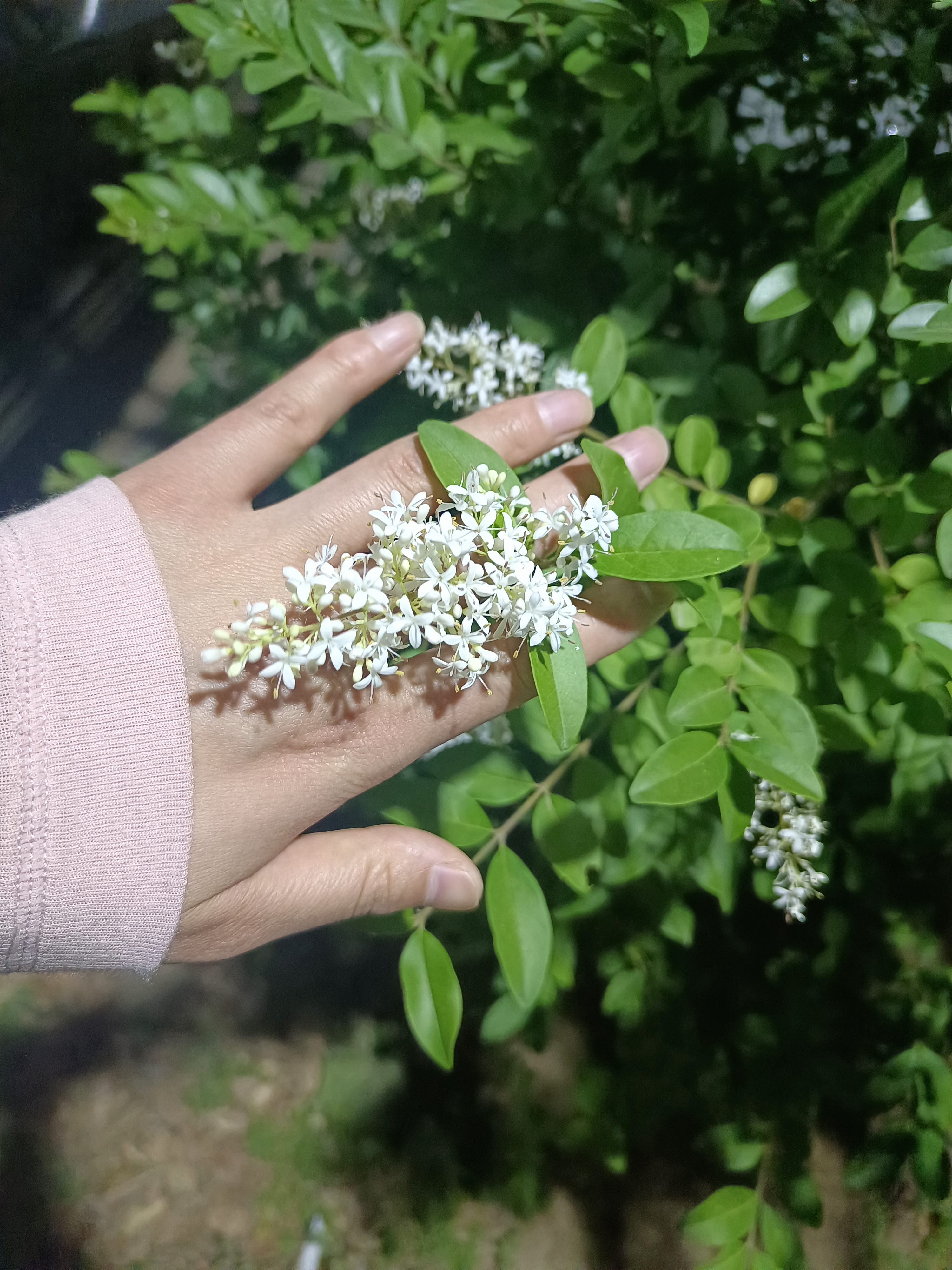小叶女贞的花期到了,味道很是清香,很适合养在客厅阳台.