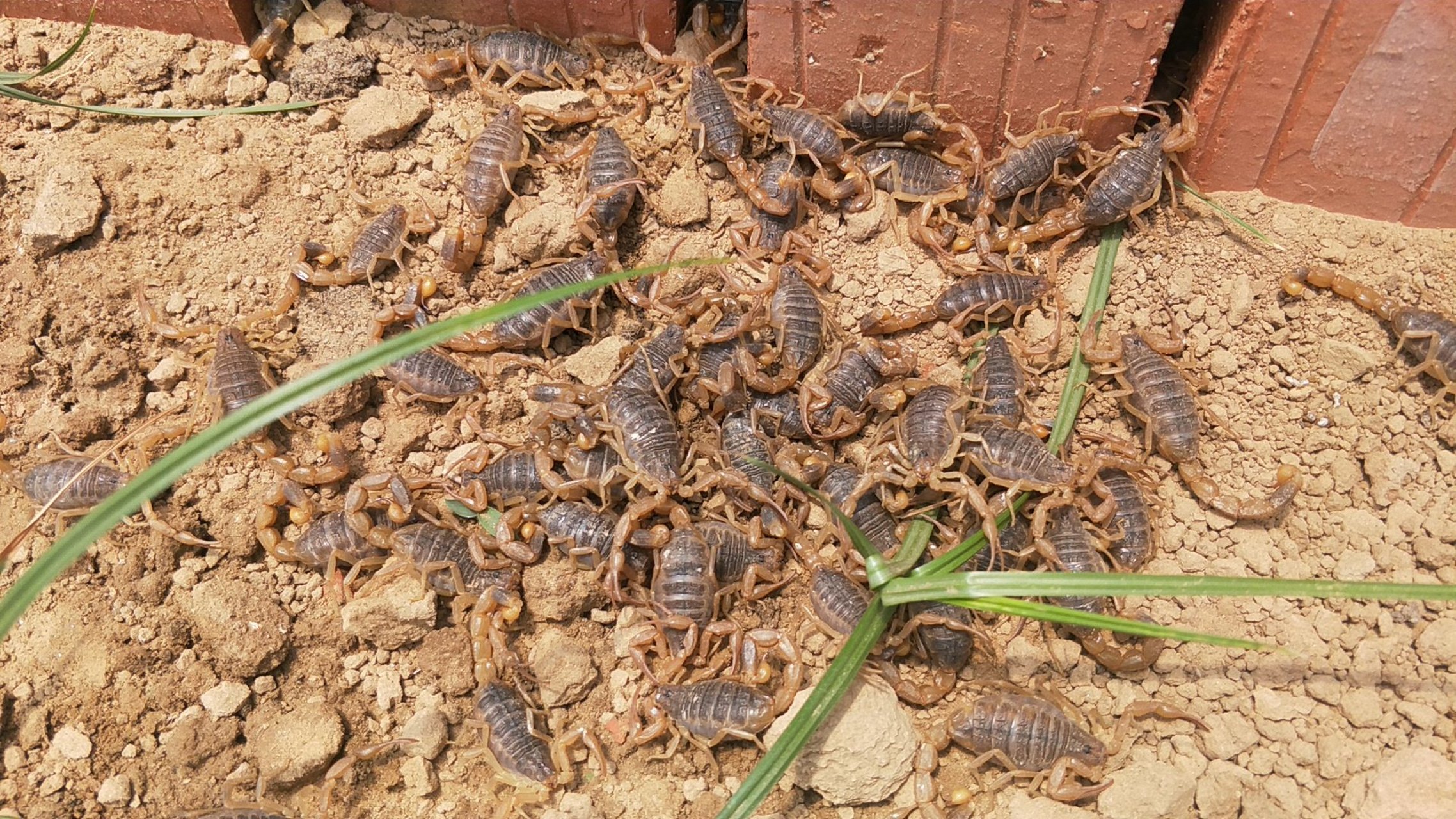 最新蝎子养殖技术教程.