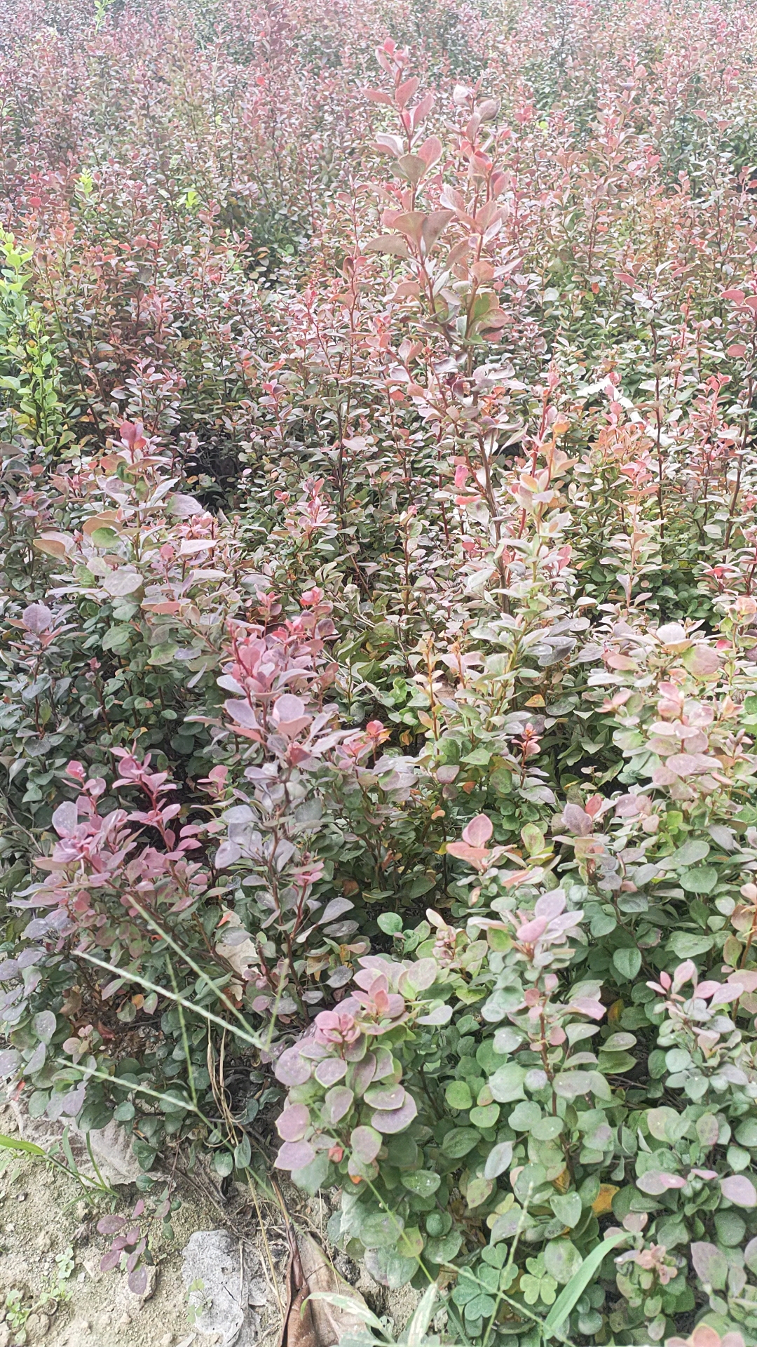 色块苗潢川花木苗木彭代平苗圃