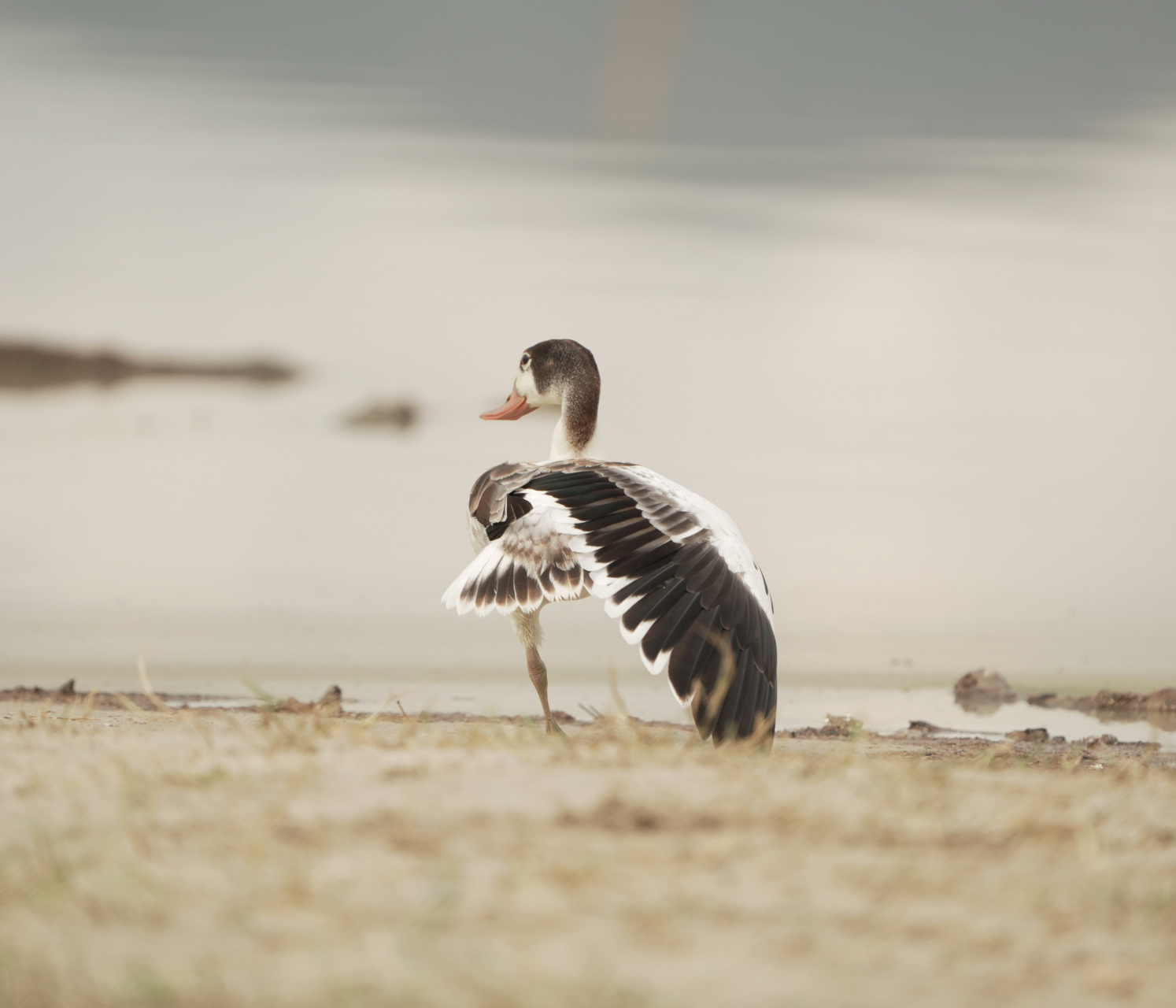 沙湖水塘   翘鼻麻鸭