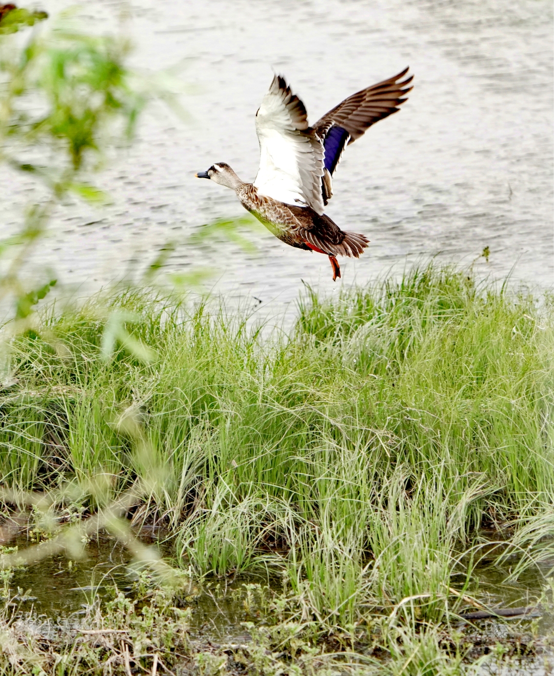 哇哦,斑嘴鸭起飞08