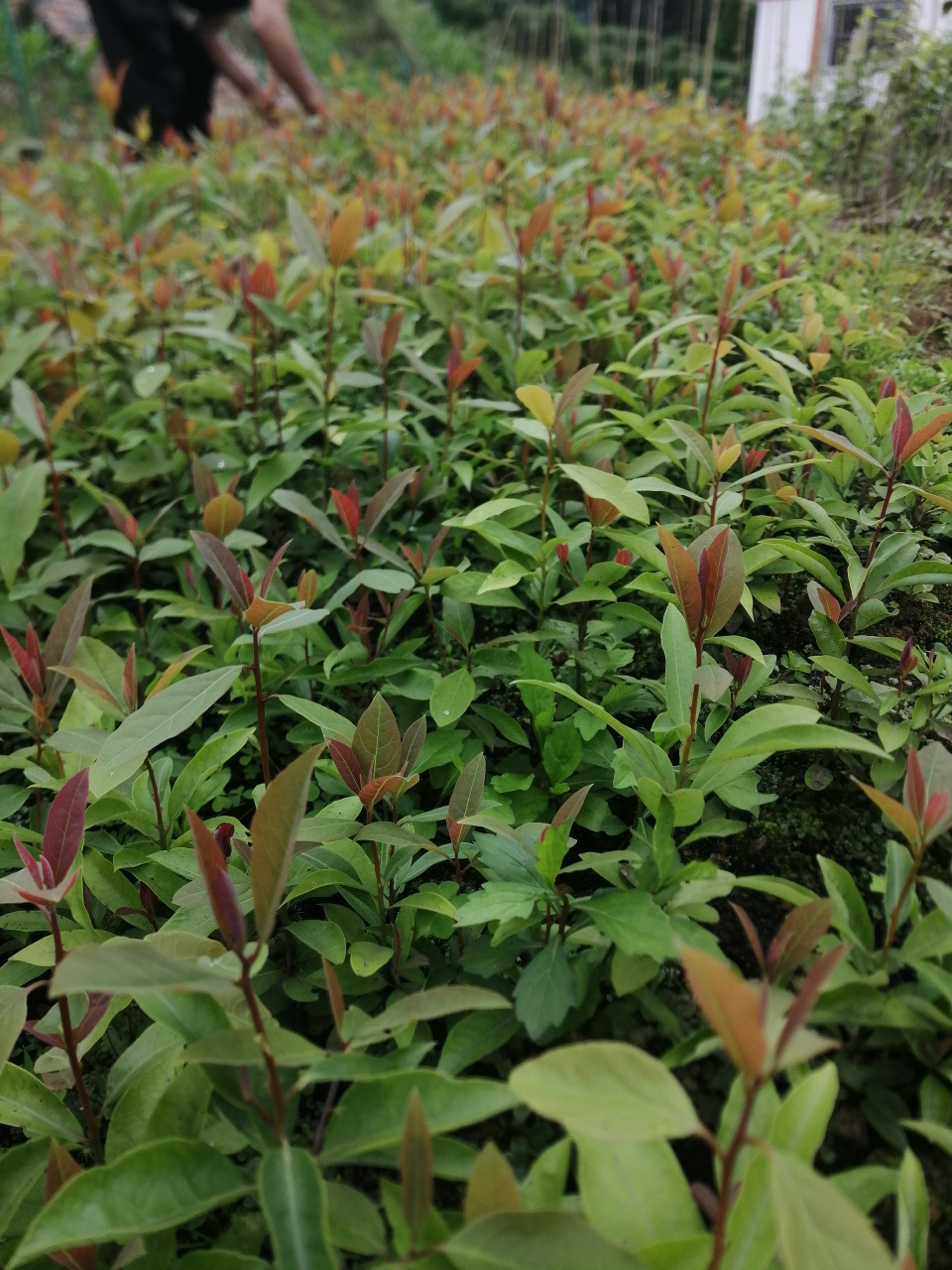 老鹰茶苗