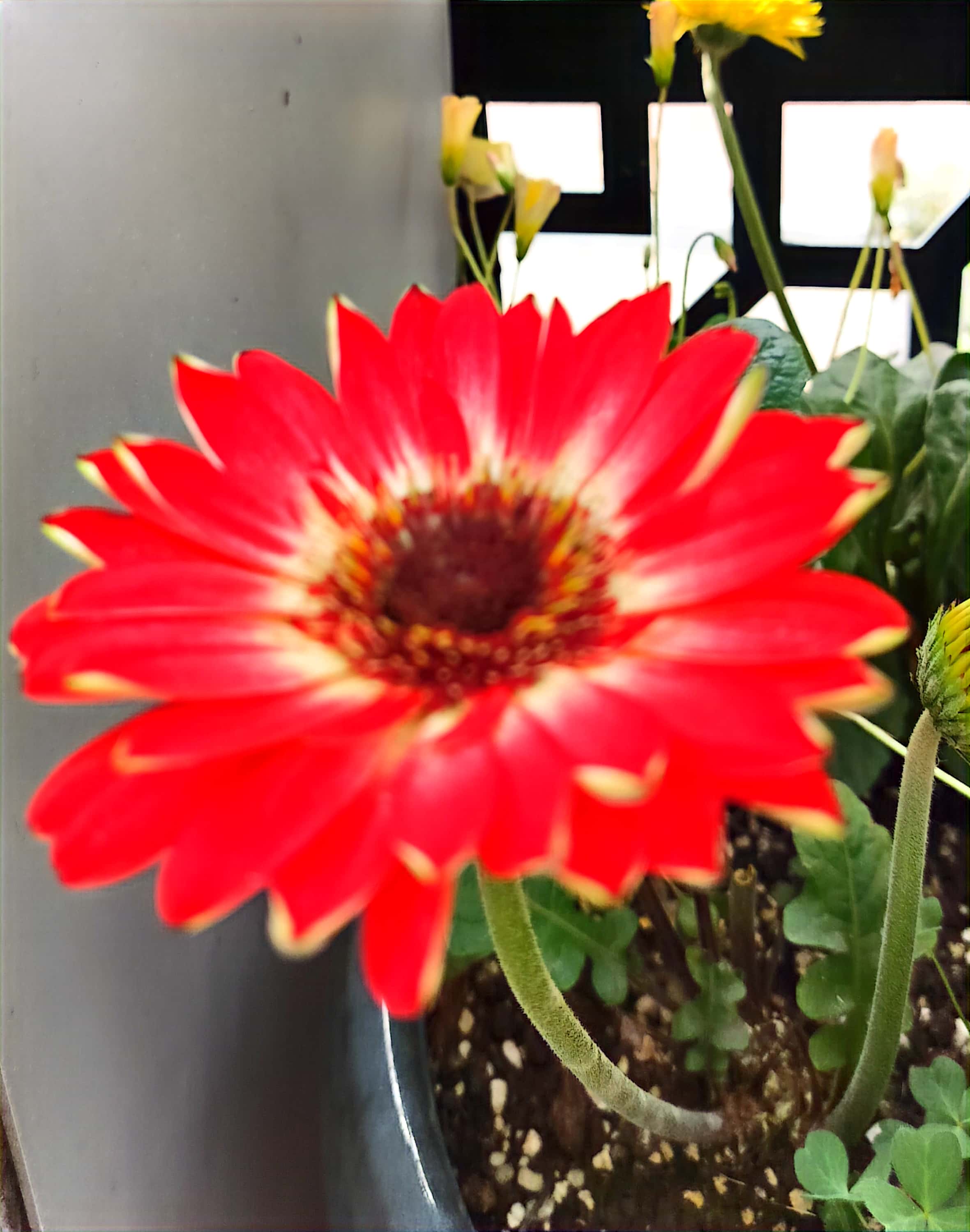 扶郎花,好听的名字,寓意也好!