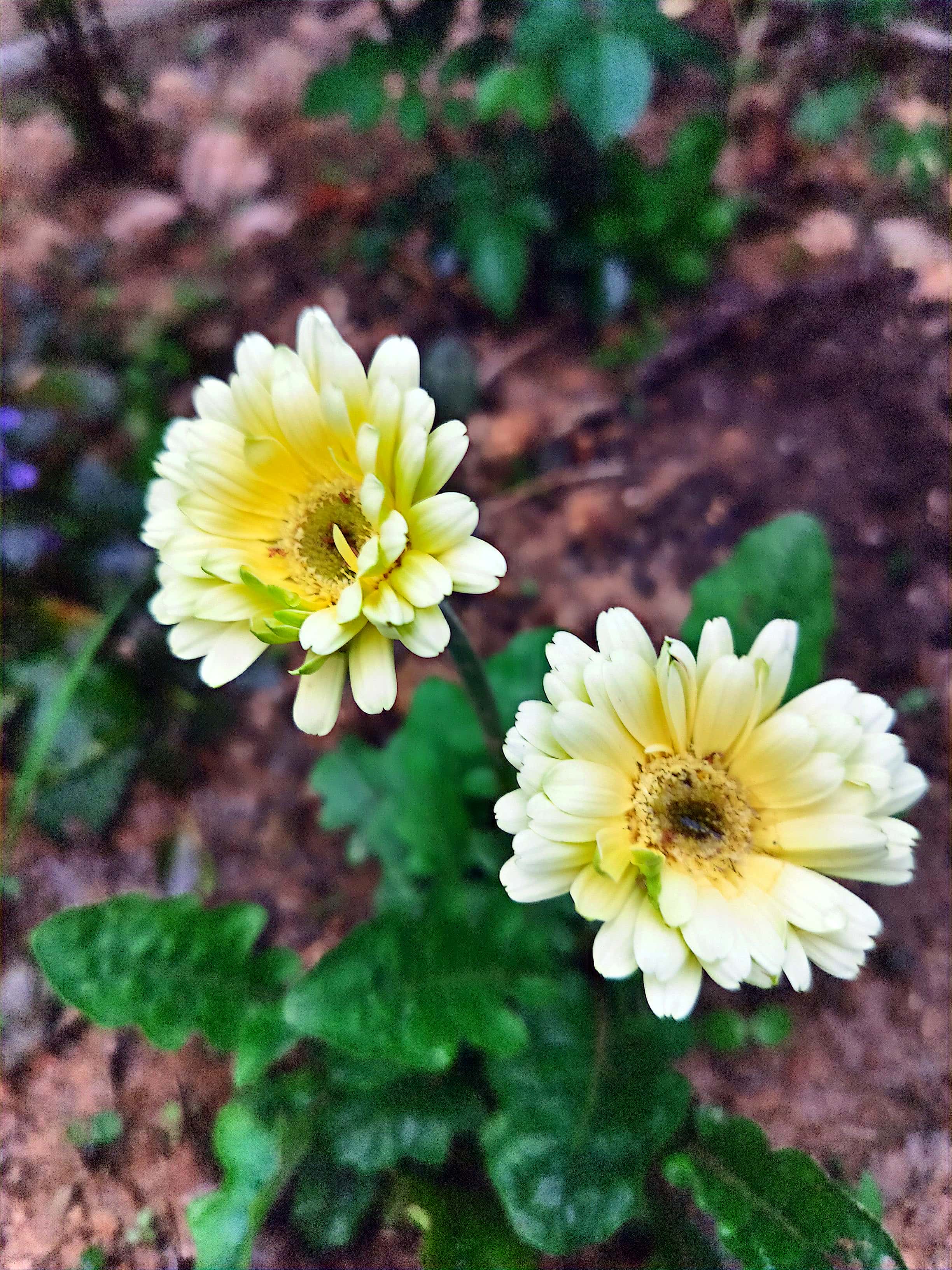 扶郎花,好听的名字,寓意也好!