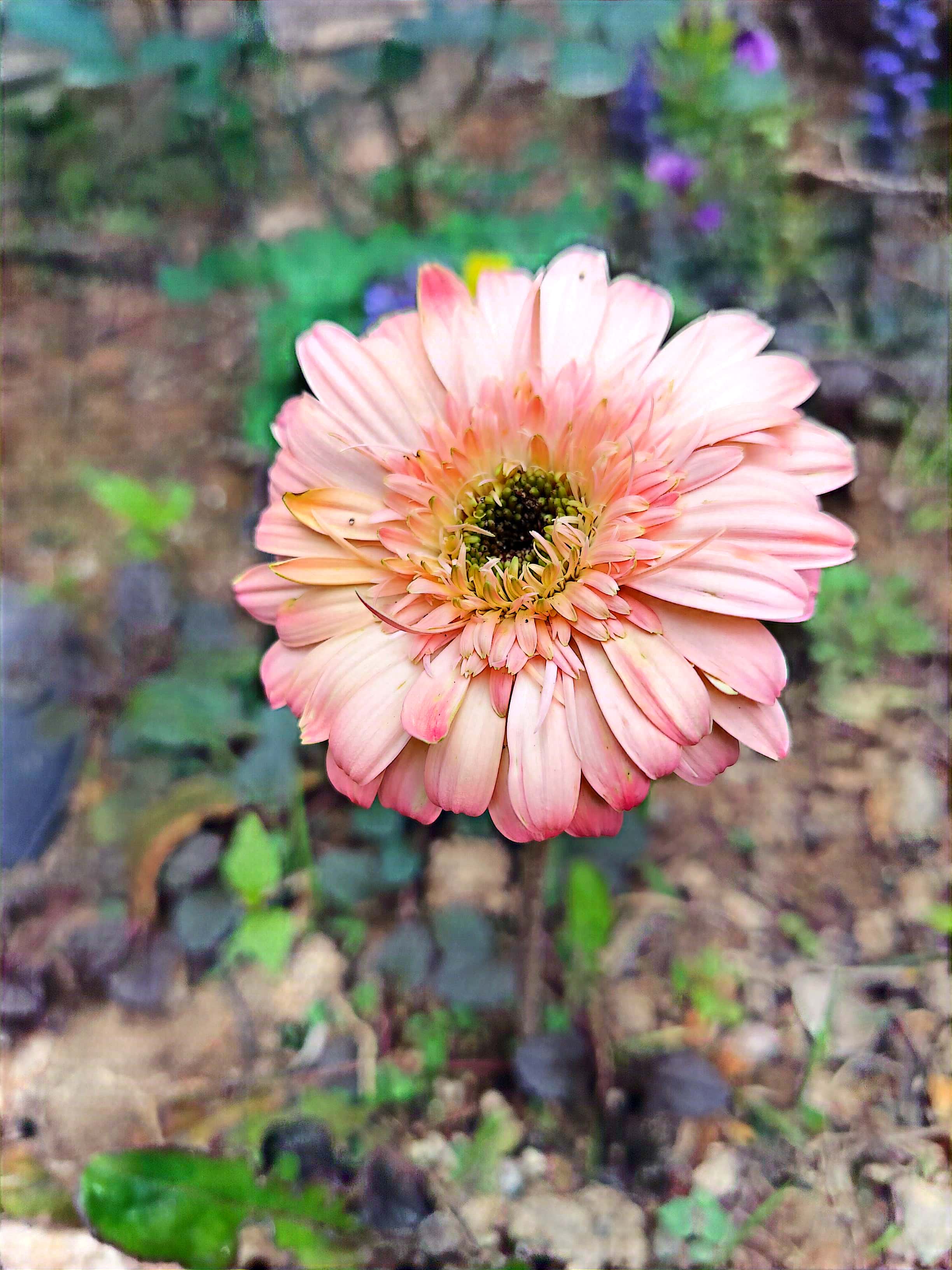 扶郎花壁纸图片