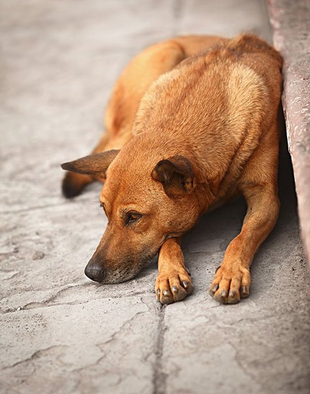 《祭日自嘲 阳胨 好笑一只丧家犬 浑浑噩噩存世间 于人不能