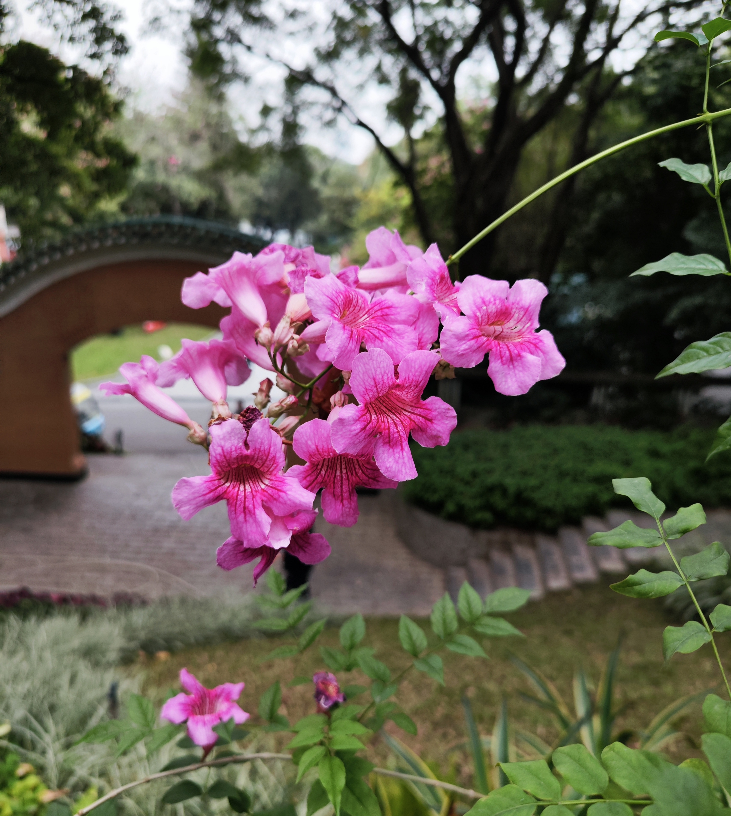 粉凌霄,又名紫云花,紫云藤.