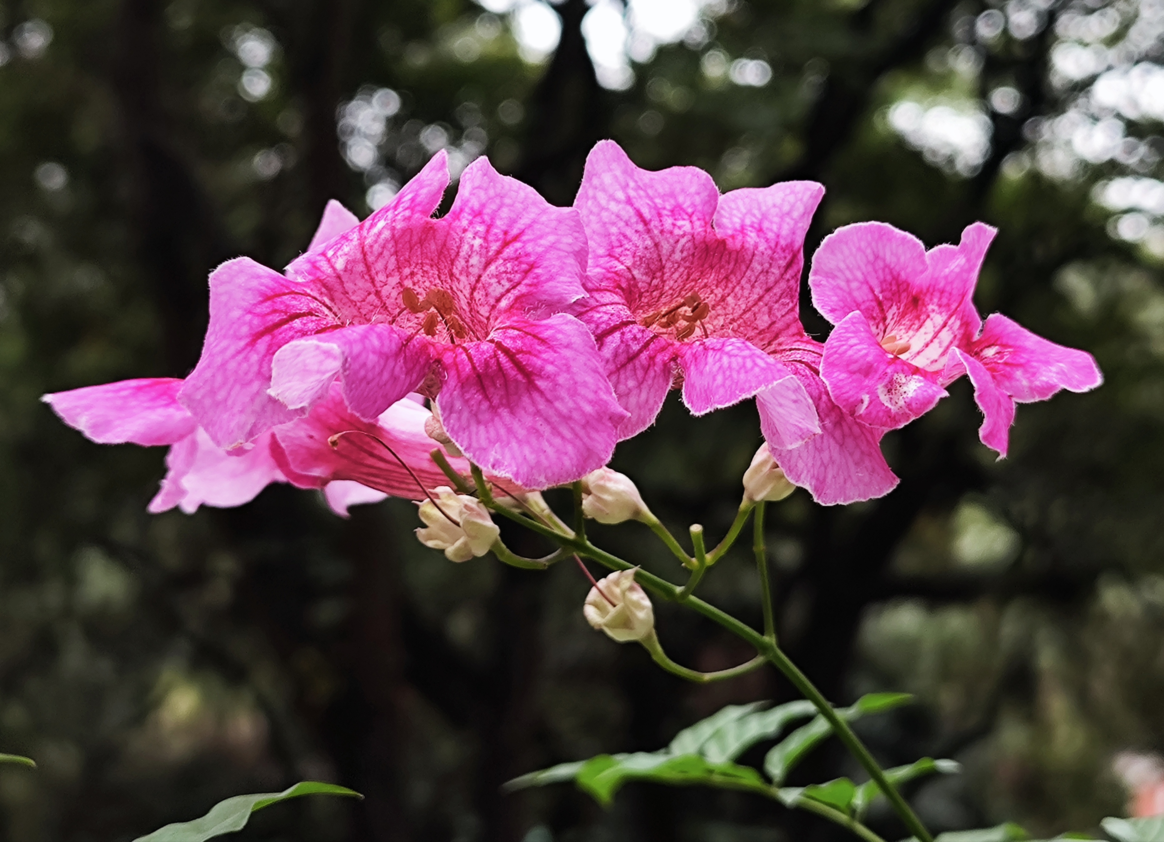 粉凌霄,又名紫云花,紫云藤.