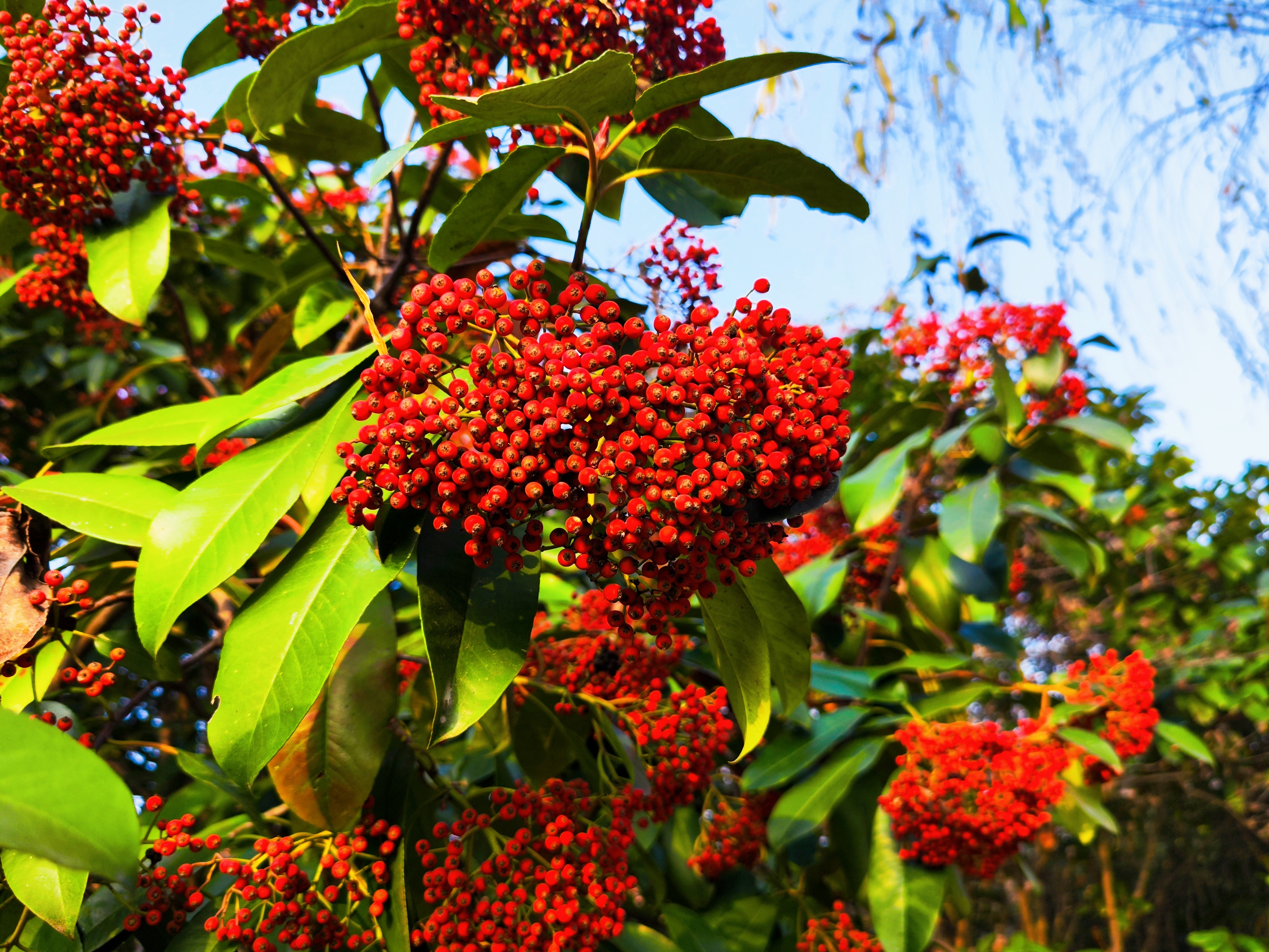 球花石楠果实图片