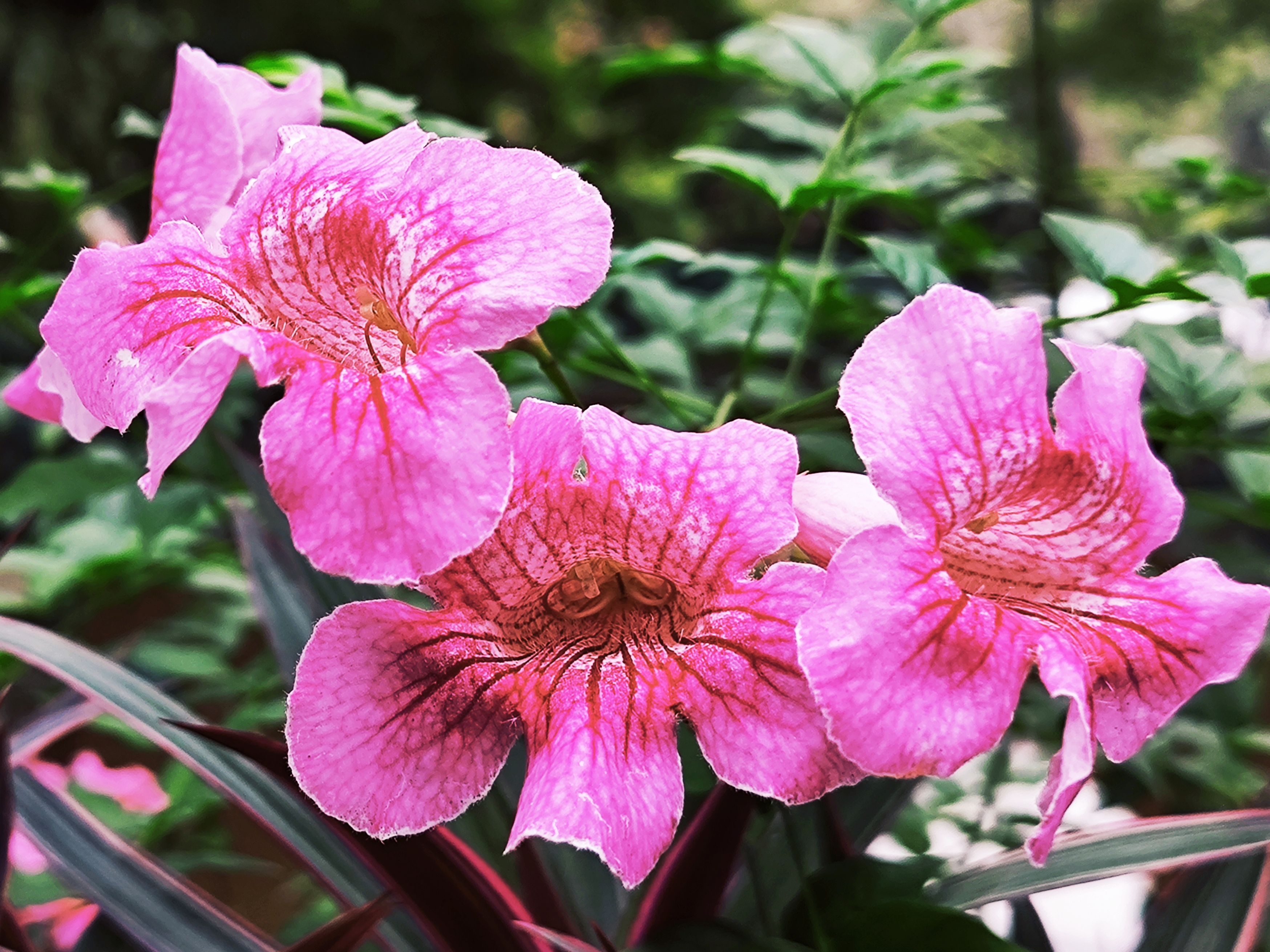 粉凌霄,又名紫云花,紫云藤.