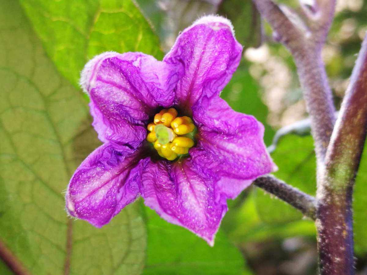 今天竟然看到了紫色的茄子花,那种淡雅的紫色让人心醉