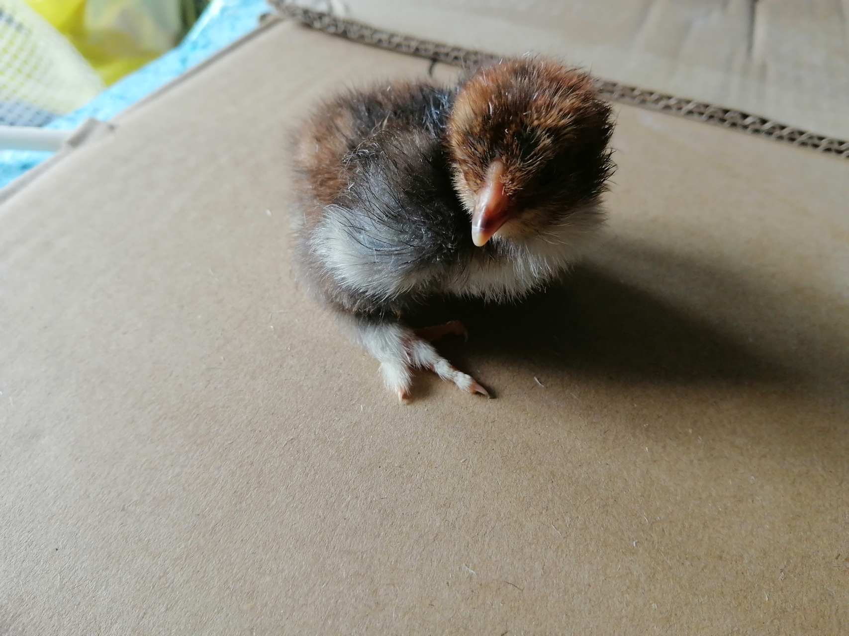 婆罗门小鸡 求大神指点,这是婆罗门小鸡吗?出壳十多个小时拍的.