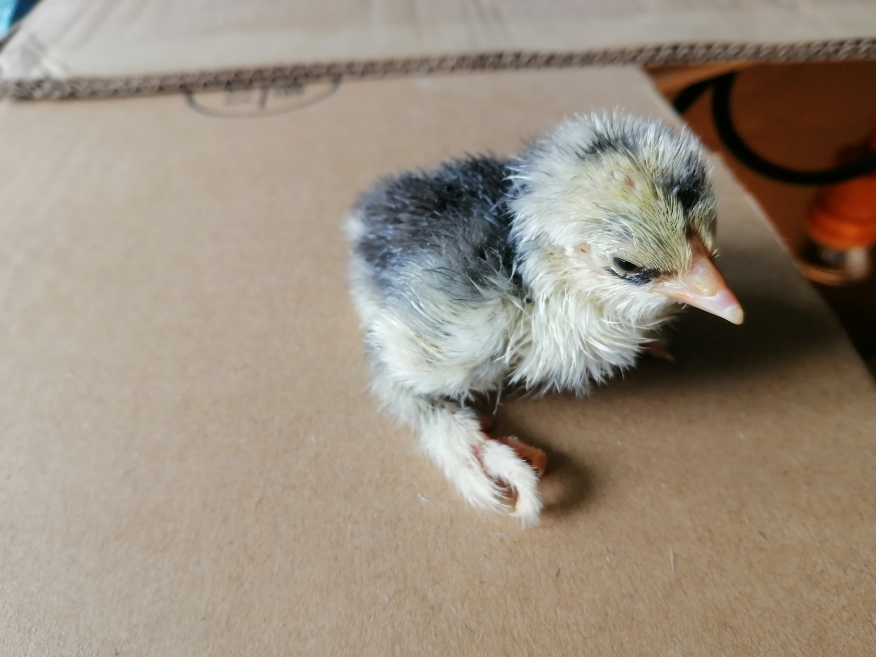 婆罗门小鸡 求大神指点,这是婆罗门小鸡吗?出壳十多个小时拍的.