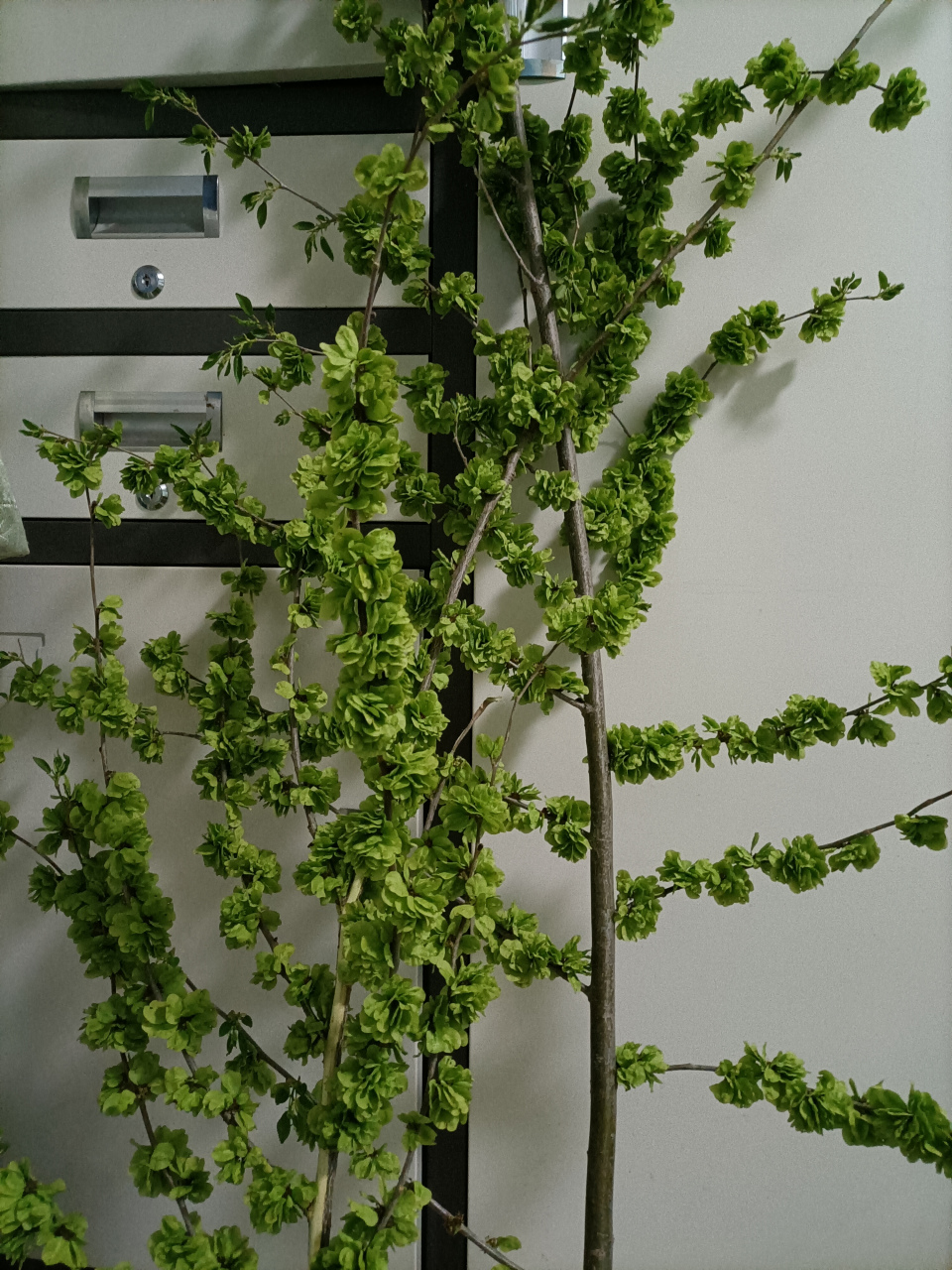 马志强:榆树巧 今天和邻居们在小区摘榆树巧时,想起小时妈妈的话,挨饿