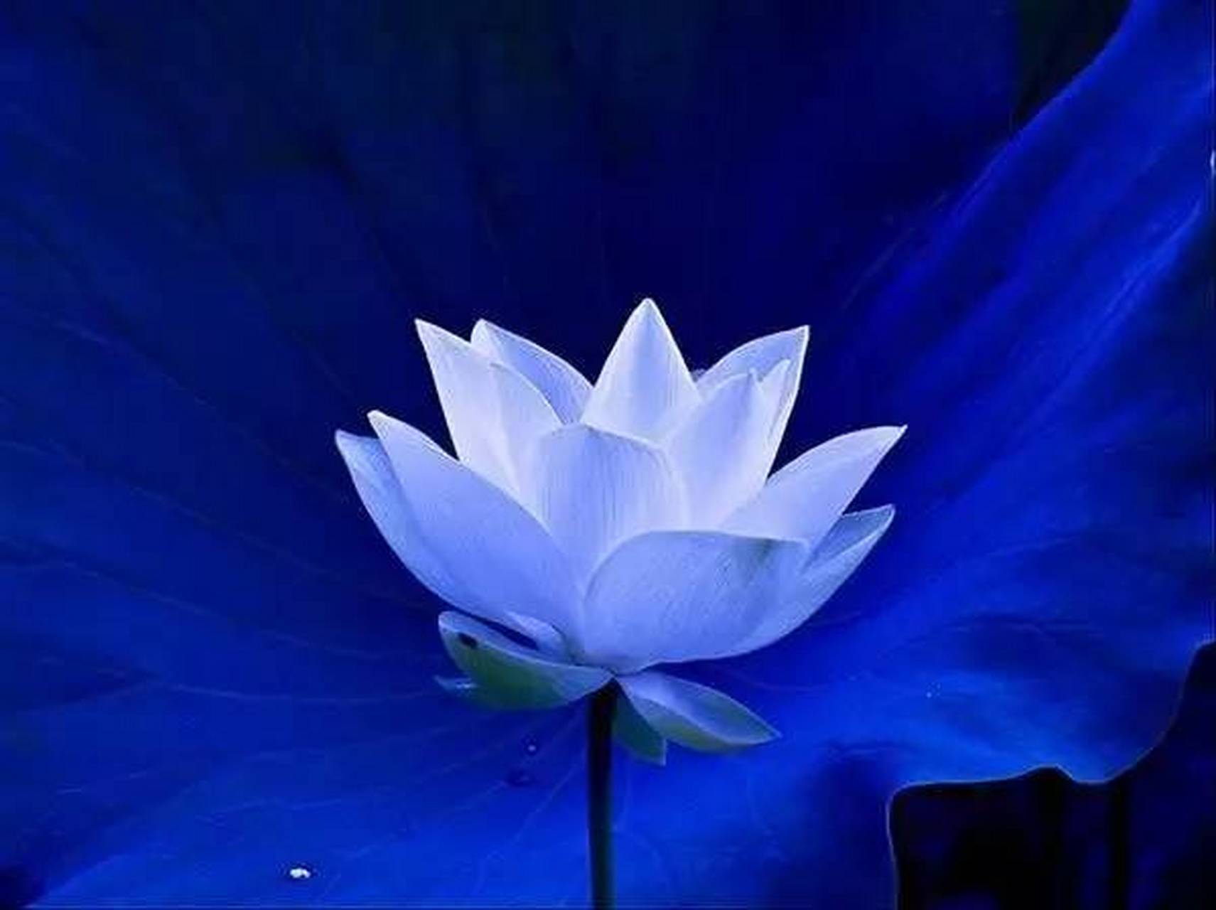 佛教中各色莲花的意义?