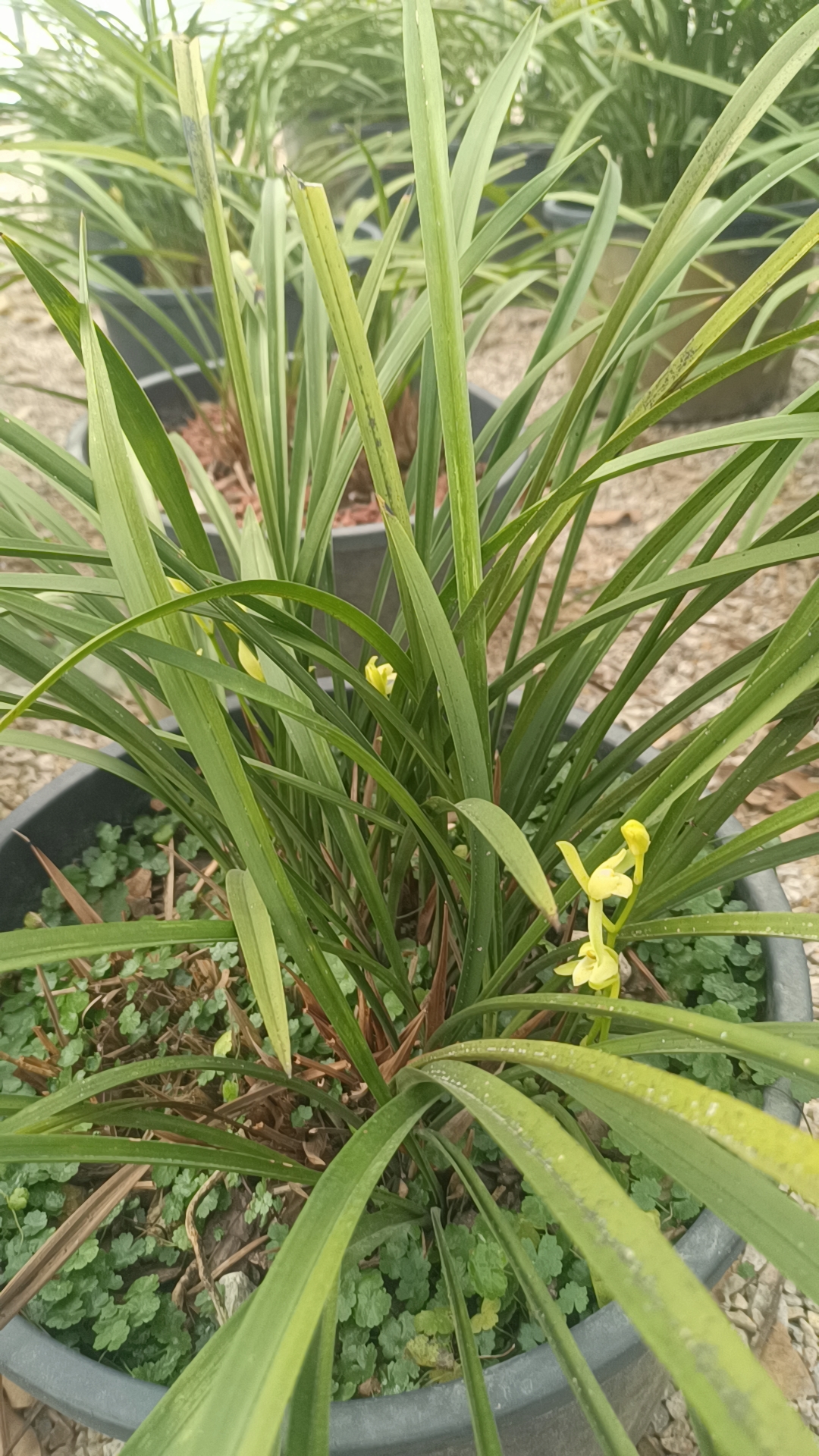 兰花,香建兰,本地兰花名,铁骨素