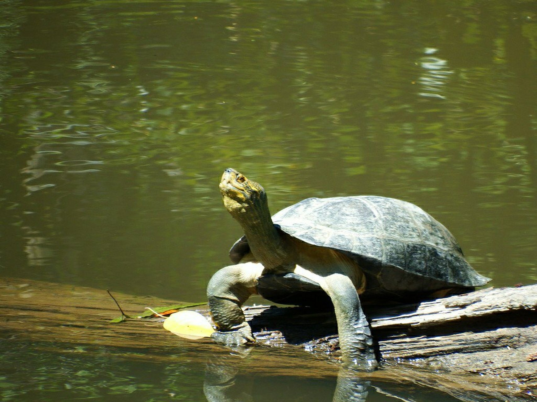 黄头庙龟 heosemys annandalii  分类学隶属地龟科—地龟亚科—东方龟