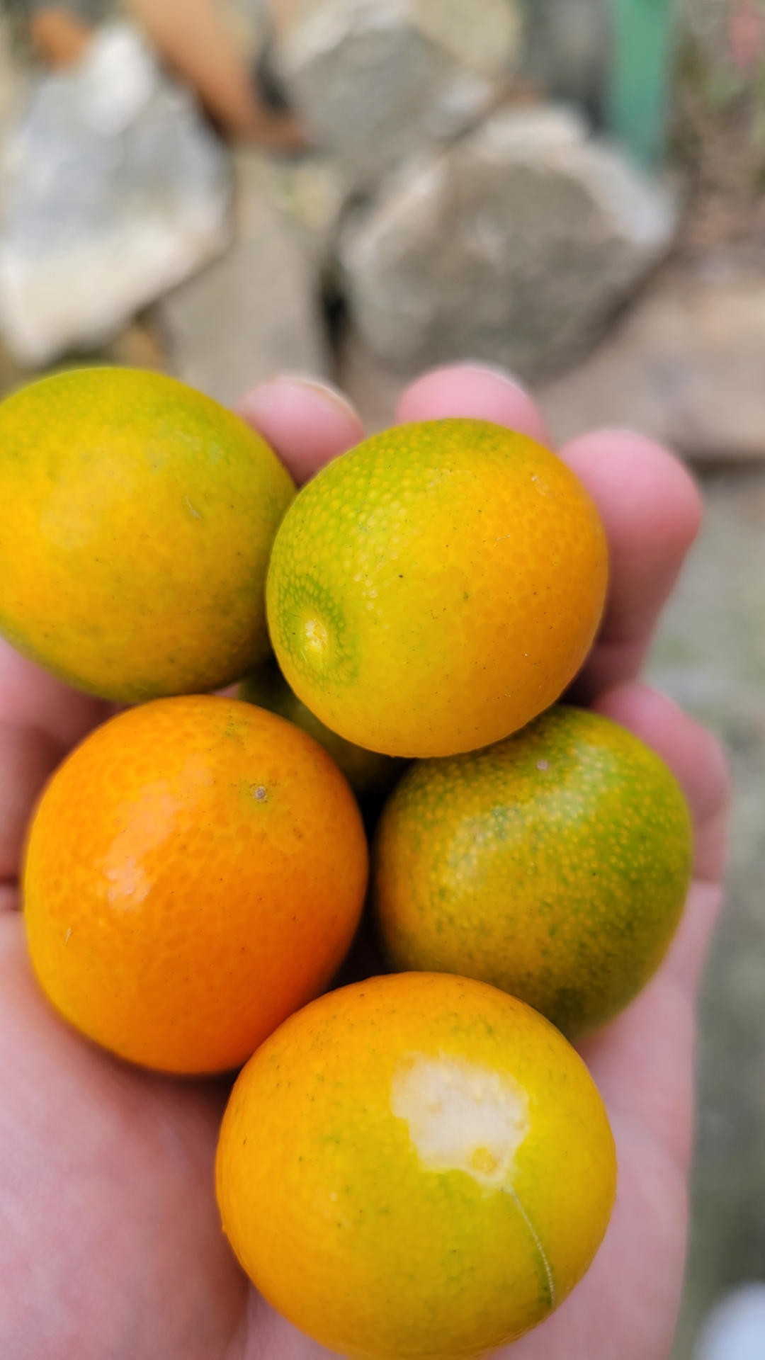 金钱橘,有些已经黄了,还有很多仍然是青色的.也算是一种小小的收获了