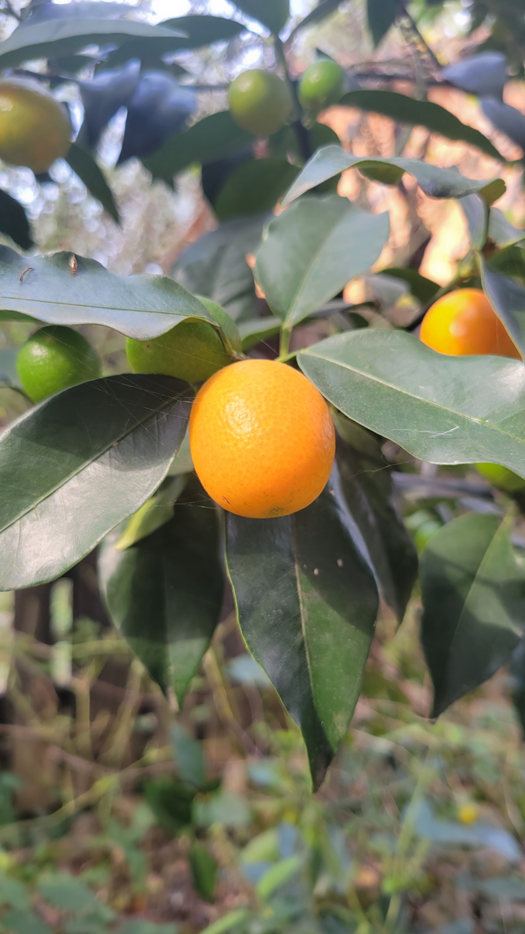 金钱橘,有些已经黄了,还有很多仍然是青色的.也算是一种小小的收获了