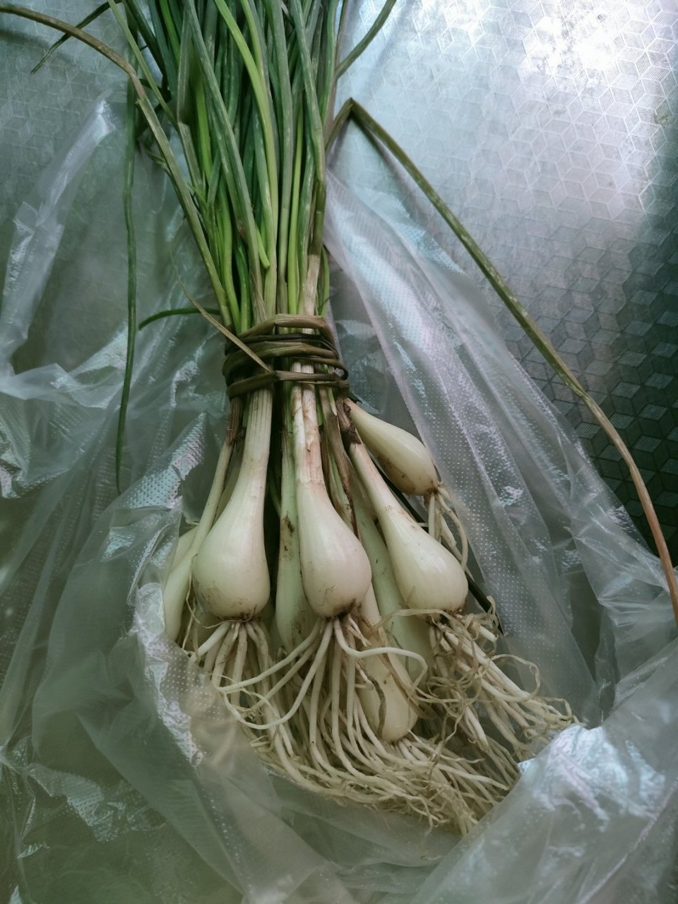 藠头 #念念不忘的地方美食# 又称野葱,属于葱属,味道比葱更鲜香.