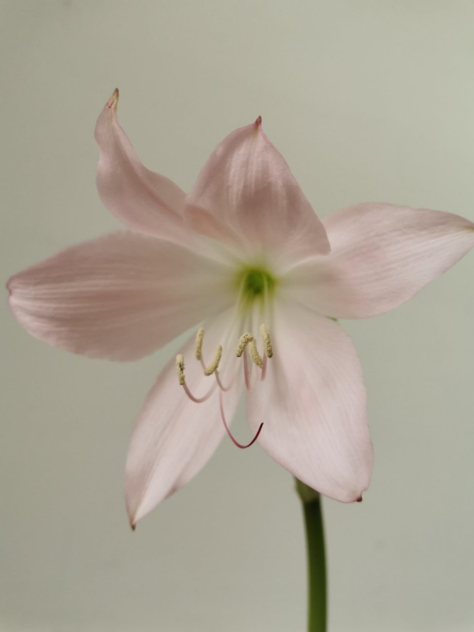 香殊兰花语:含羞的美人  香殊兰学名穆氏文殊兰(crinum moorei hook.