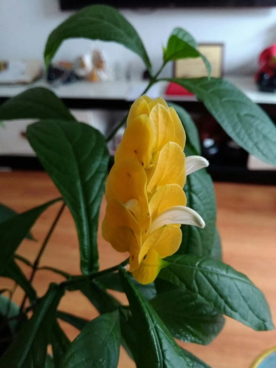黄金塔花寓意着富贵和财源广进.