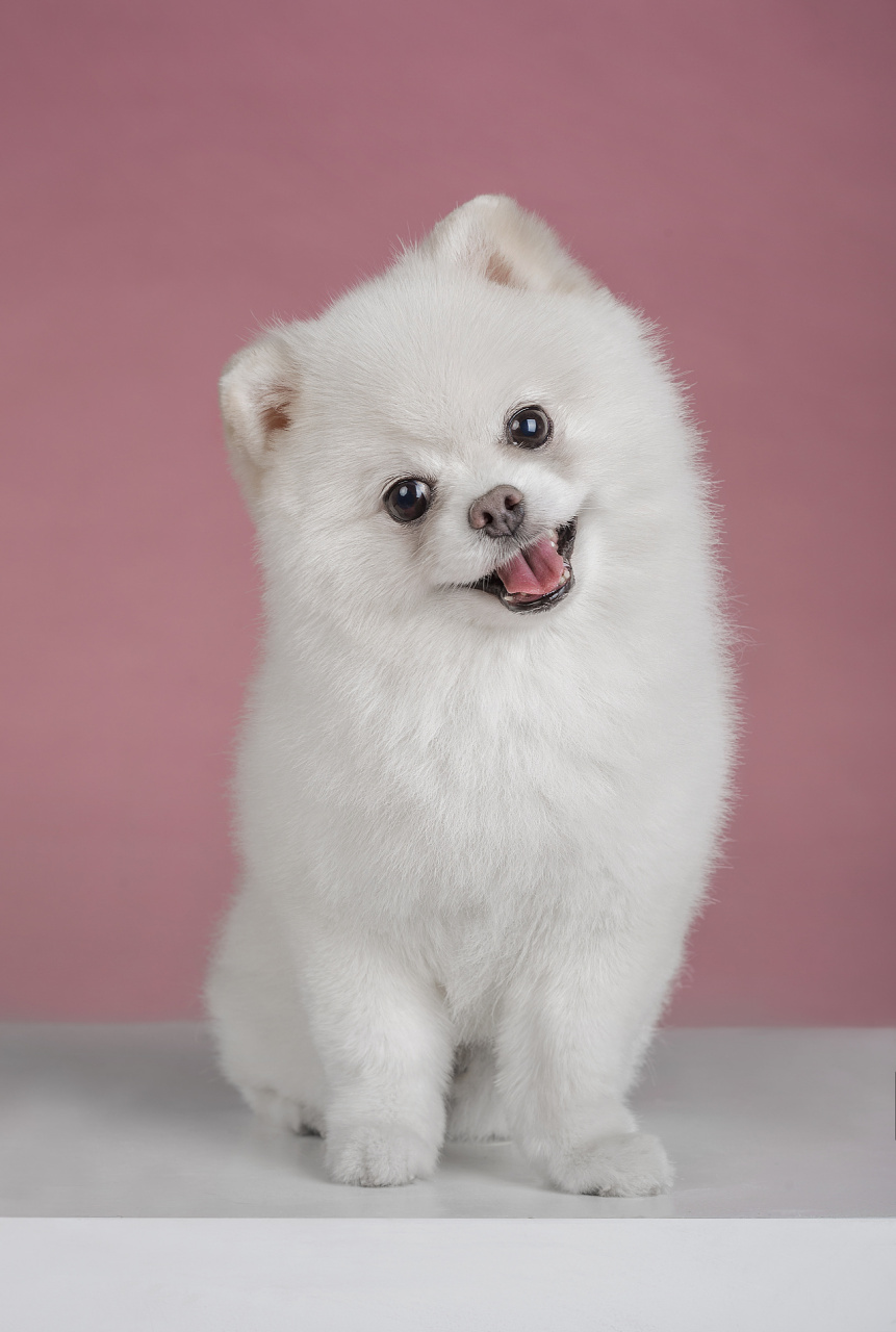 最近想给五岁的女儿买一条小狗,陪伴她一起成长,把各个品种的狗狗都看