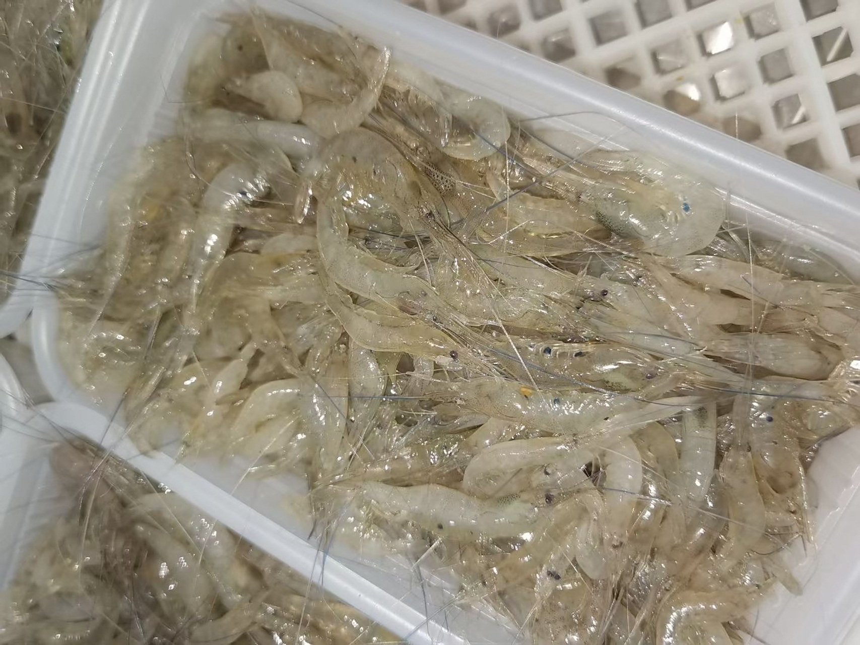 这种小虾,五须虾,五月秋,爆炒油炸酱油水都很好吃,可以连壳一起嚼的