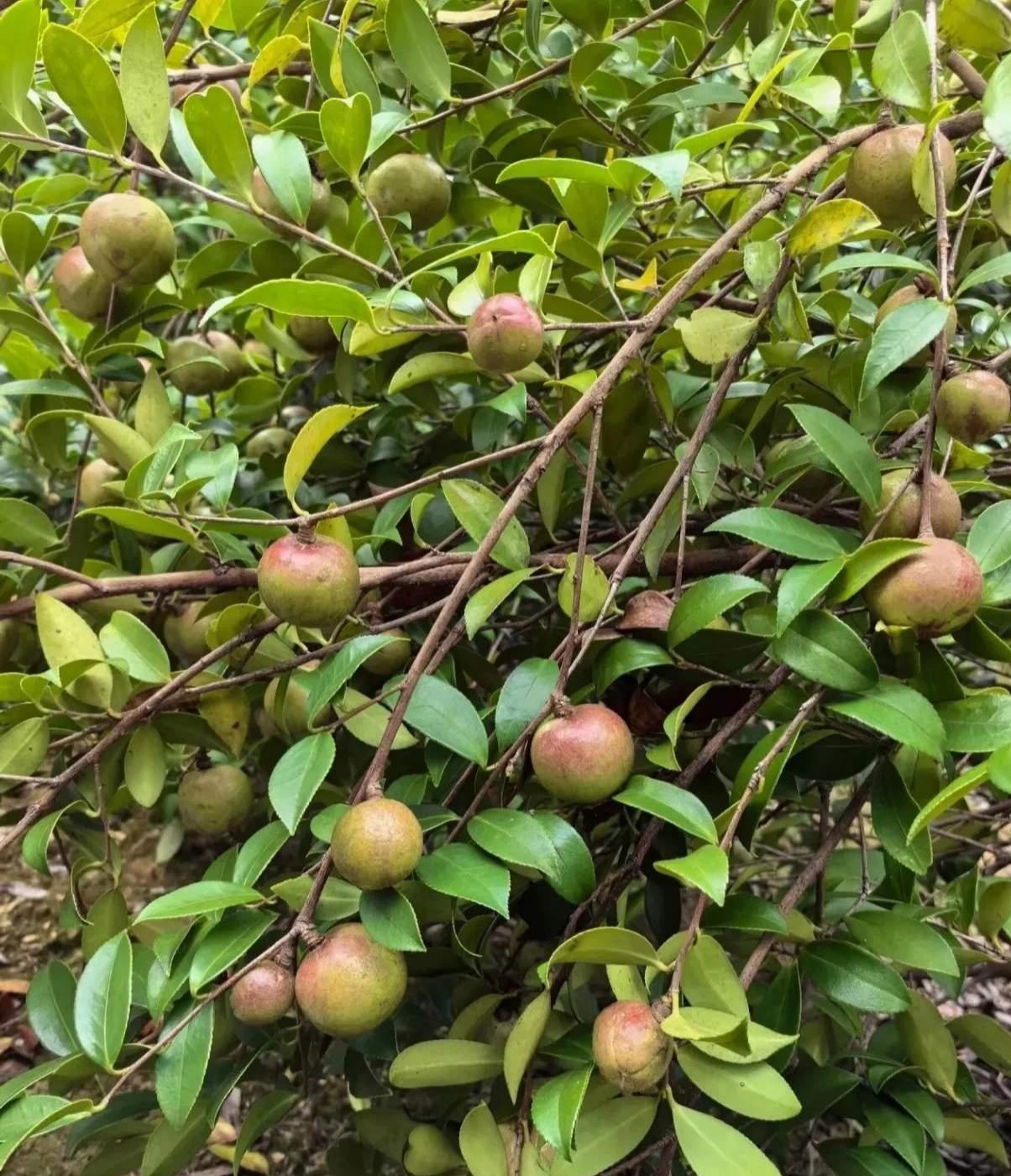 茶树包野果图片