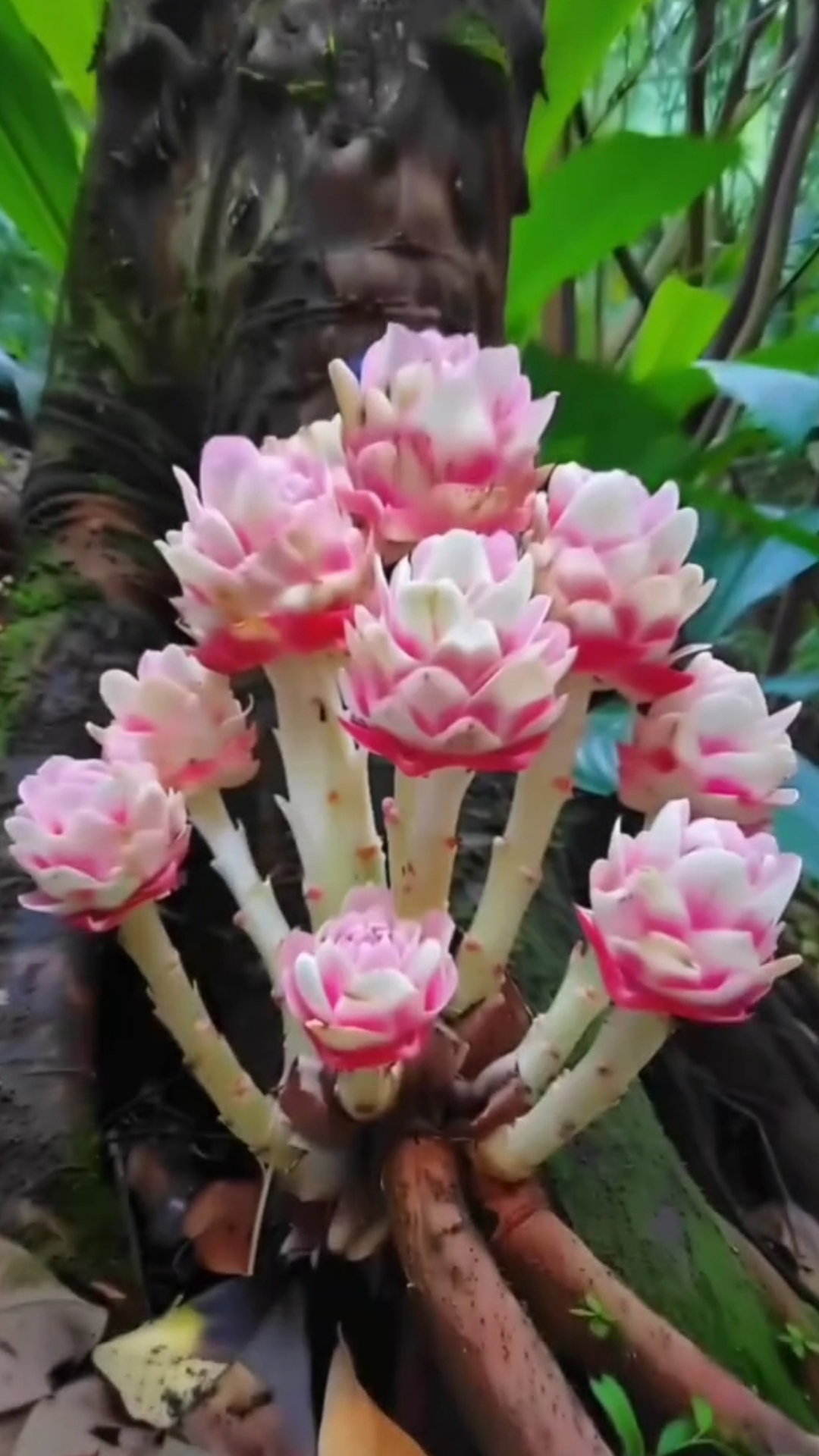 雪莲花在寒风中挺立,绽放出洁白而纯净的花朵,犹如仙女洒落在人间的