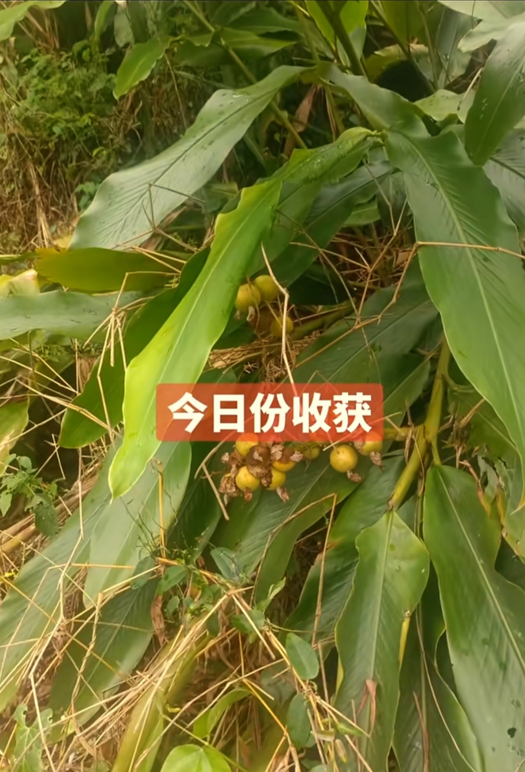 这份来自大自然的礼物真是让人惊喜!