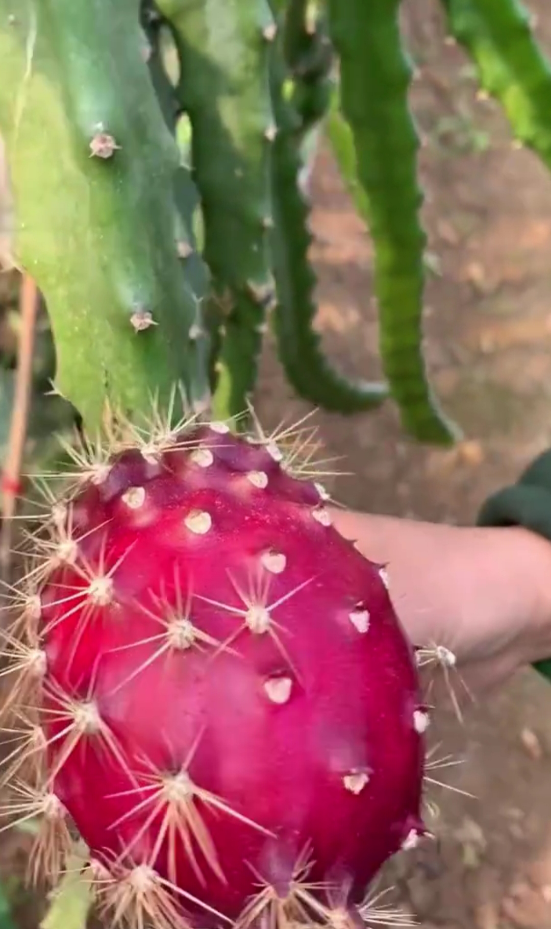 带刺火龙果,宛如自然界中的"红皮燕窝",神秘而独特