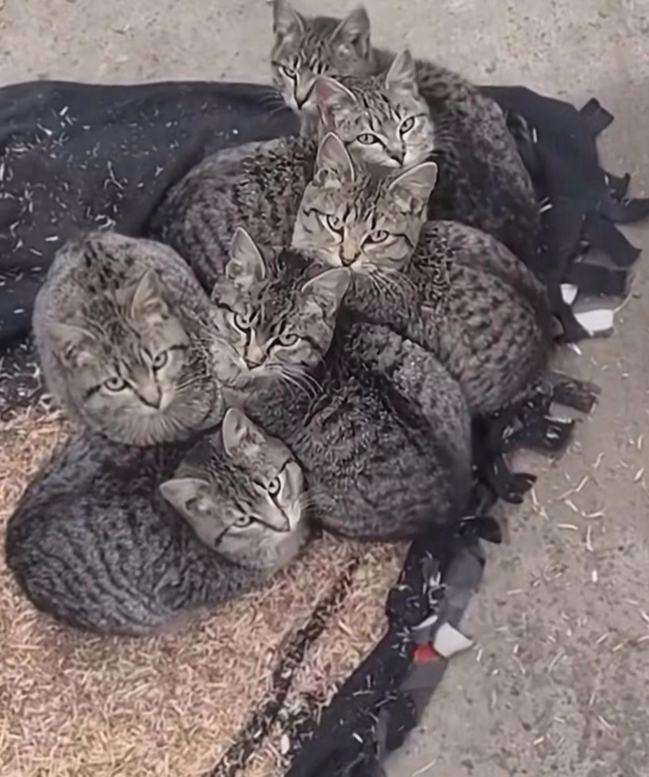 万万没想到,居然有一窝可爱的狸花猫住在里面.