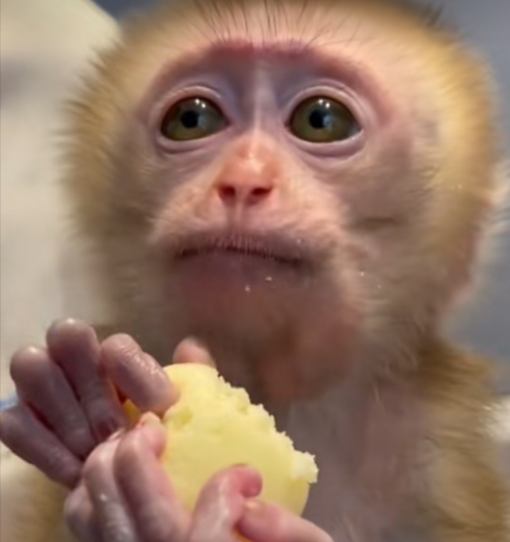 她心生怜悯,毅然决定救助这只小猴.在她的悉心照料下,小猴茁壮成长