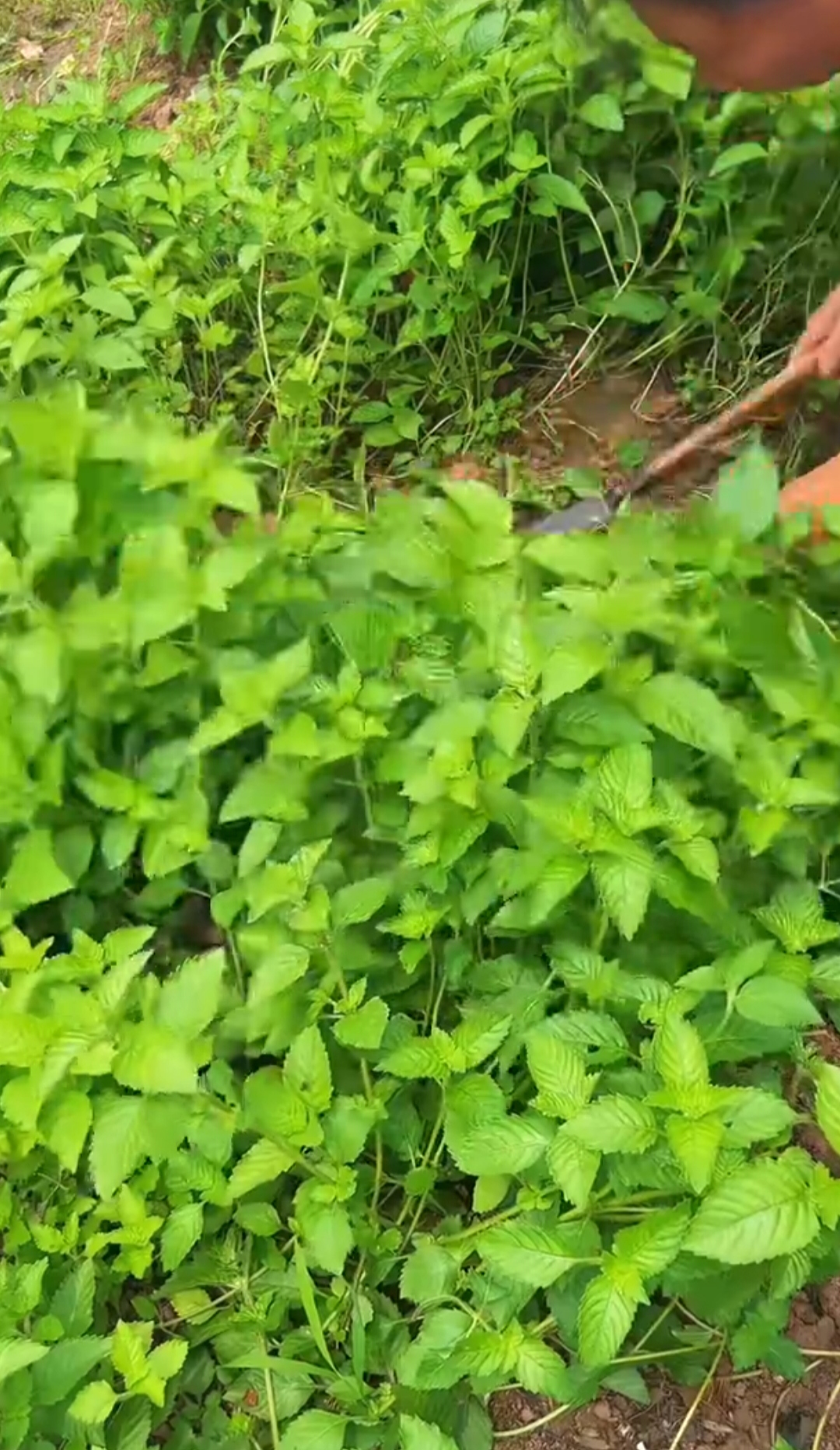 而由这些凉粉草自制而成的凉粉,味道简直妙不可言,纯正至极!